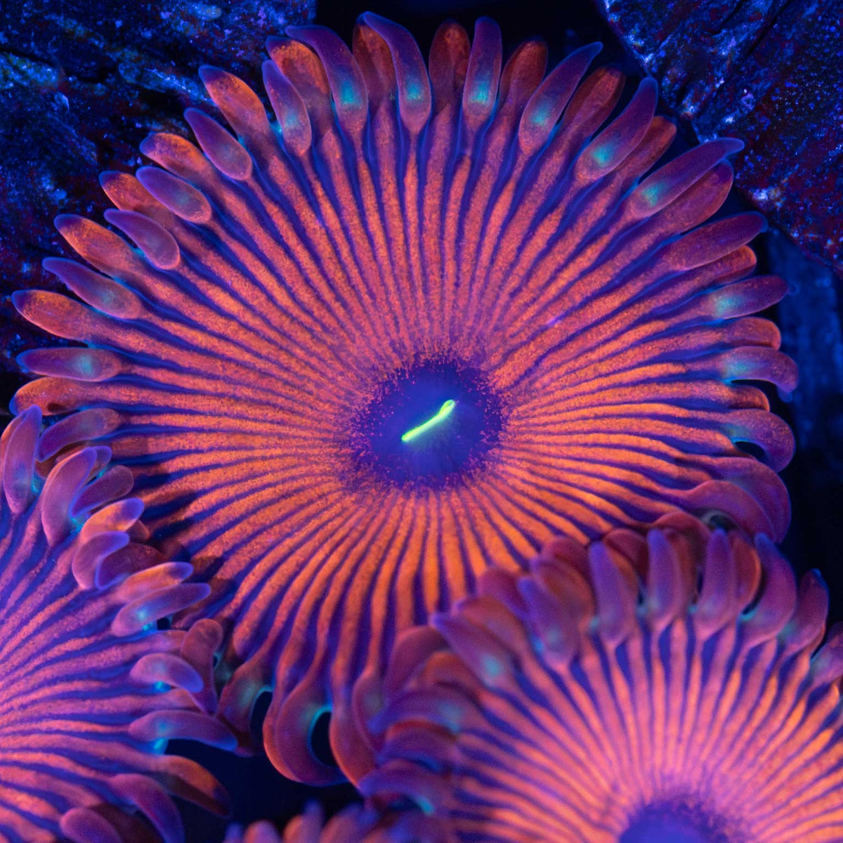 Red People Eater Zoa Up Close