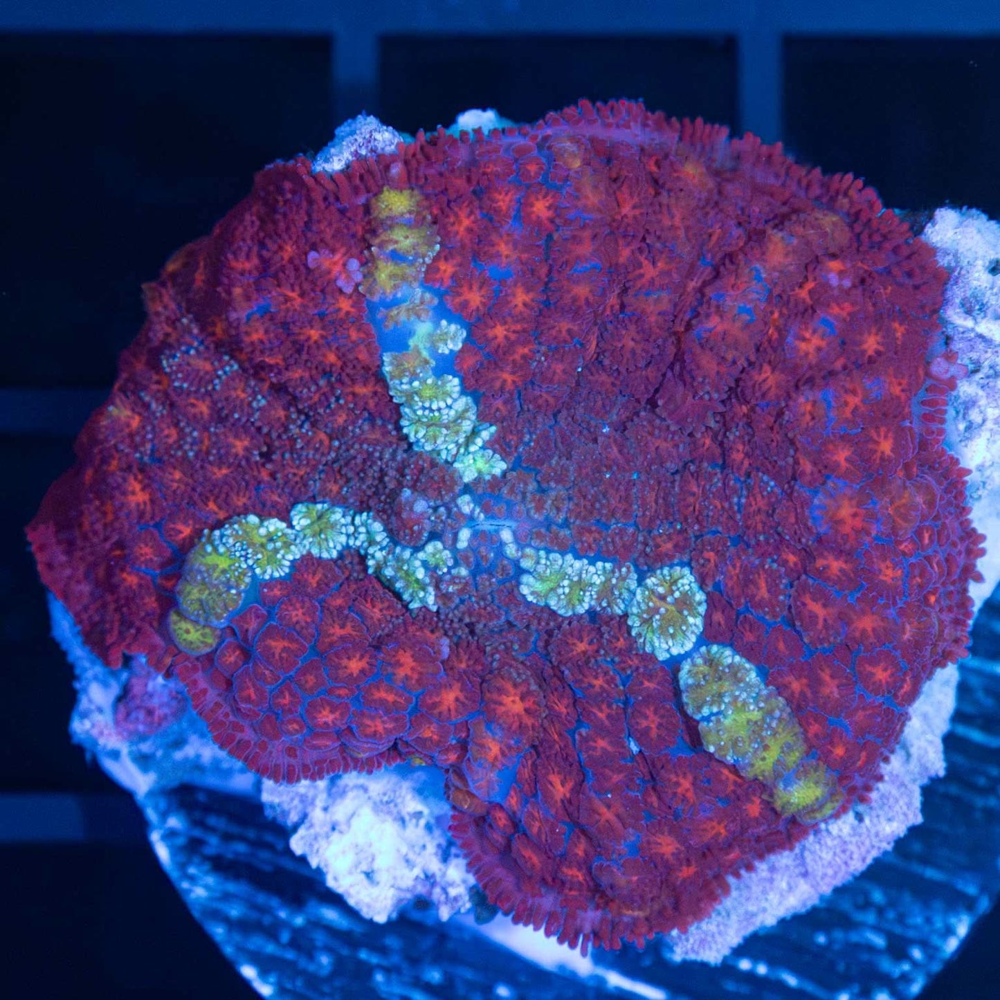 Large Red Pincushion Mushroom Coral