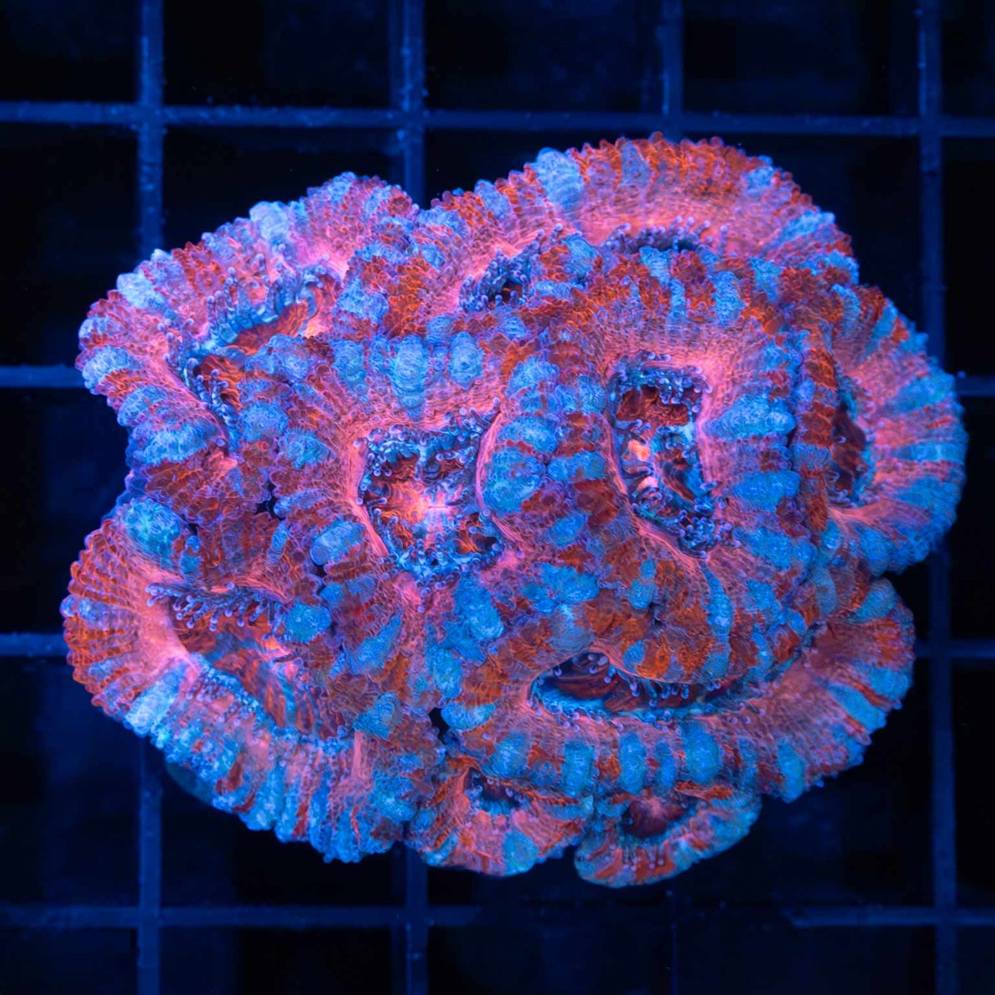 Red Pink Blue Acan Mini Colony