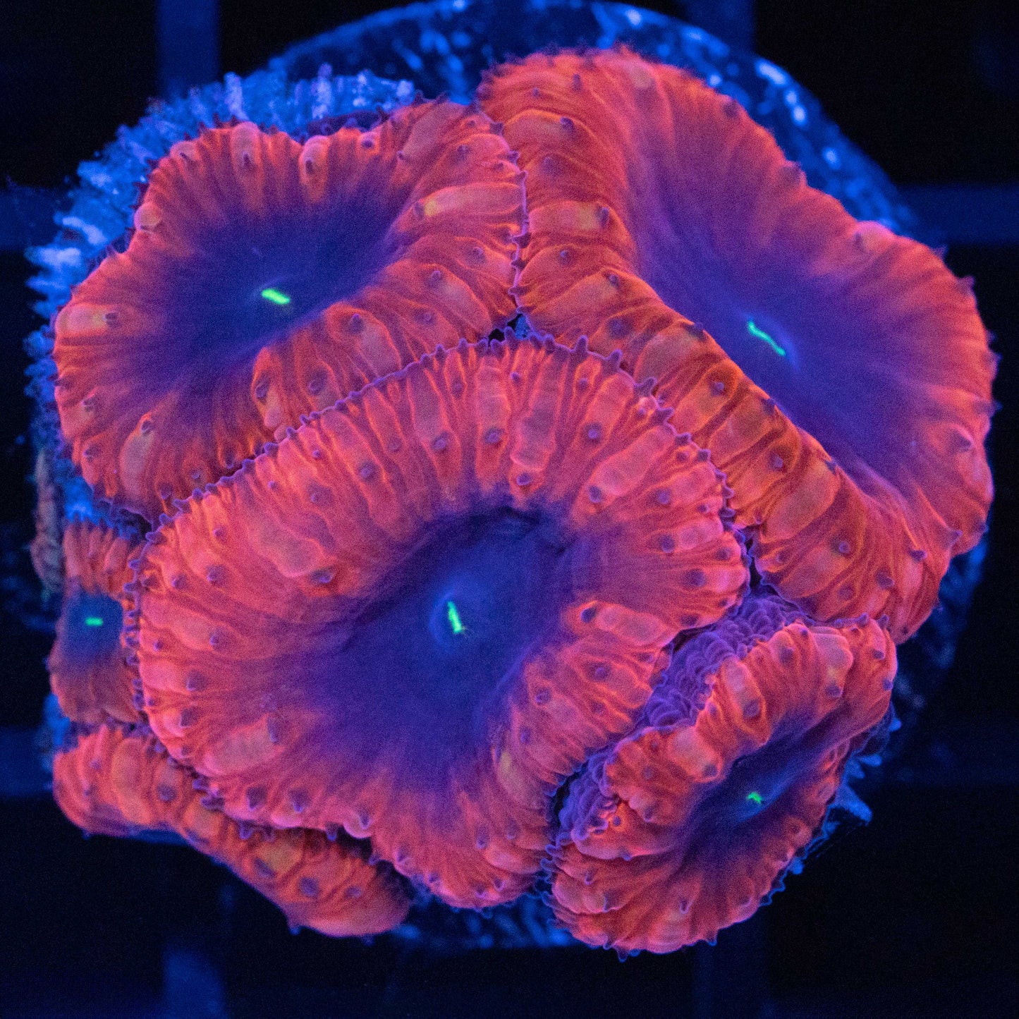 Red Purple Blastomussa Mini Colony