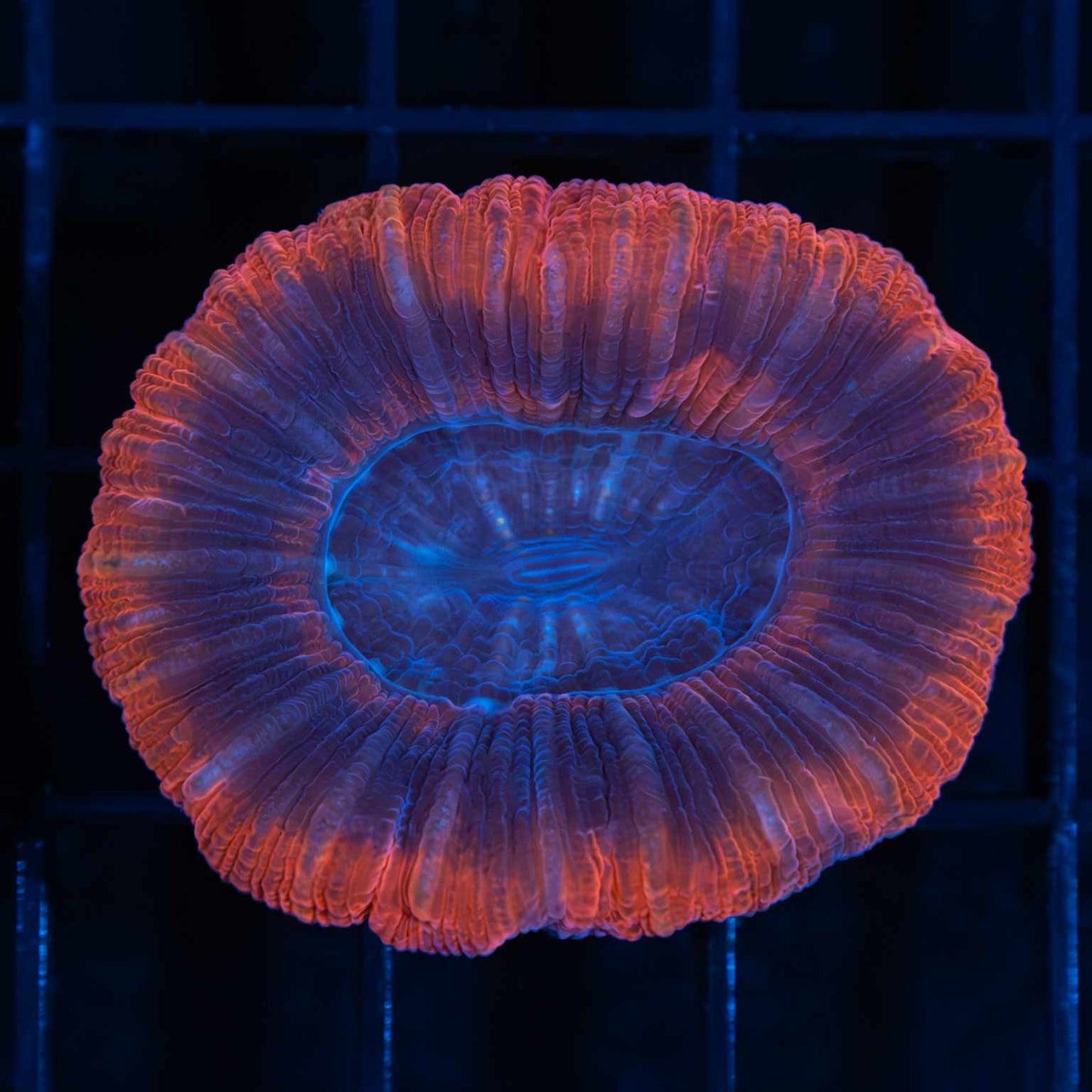 Red Purple Trachy 2"