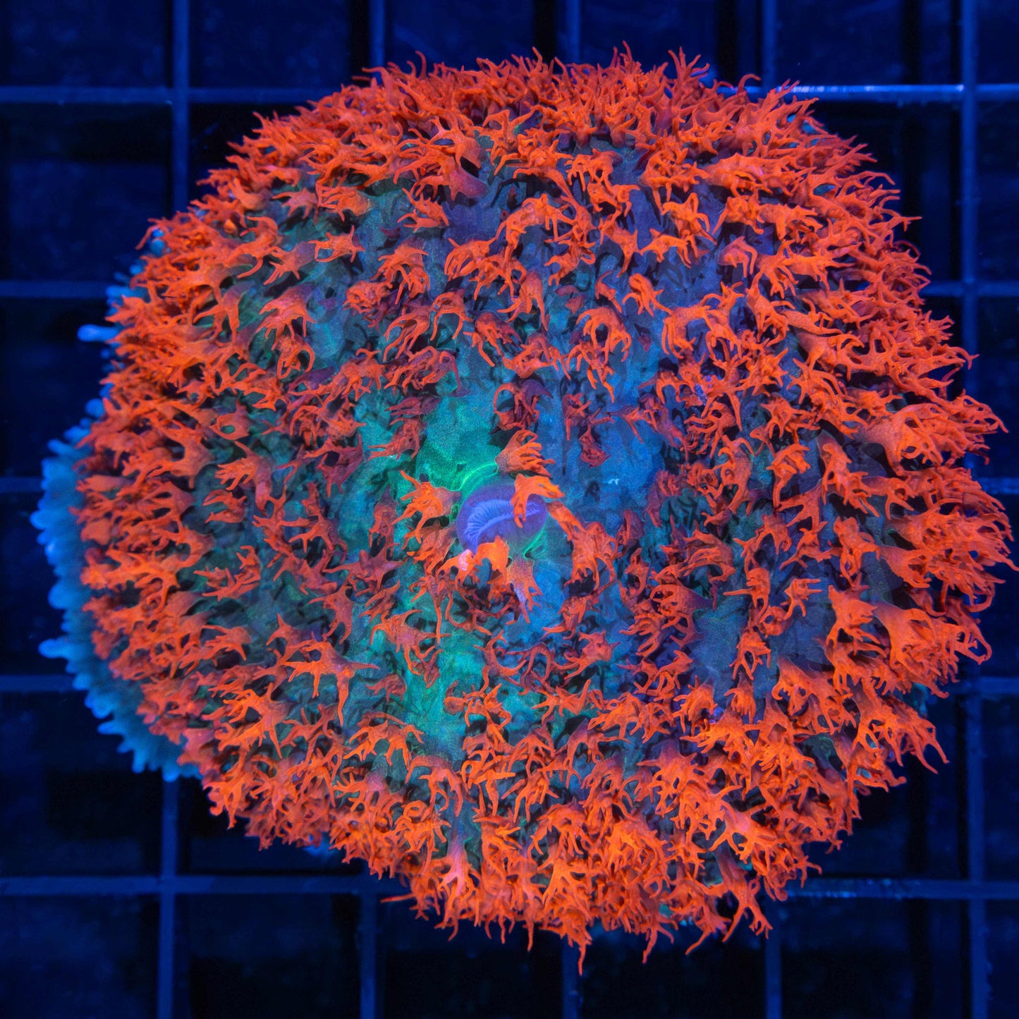 XL St Thomas Mushroom 3"