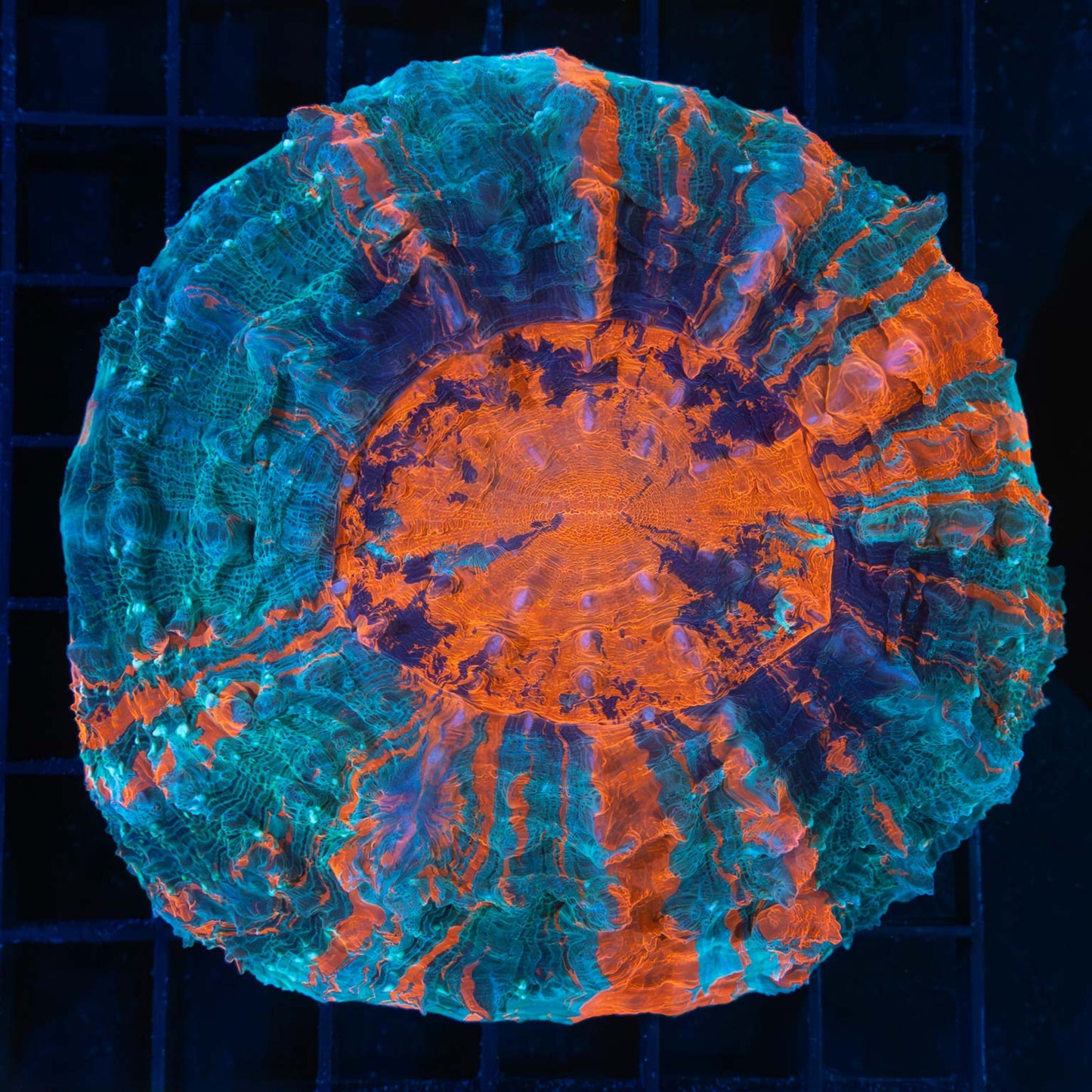 3 Color Acanthophyllia 4"