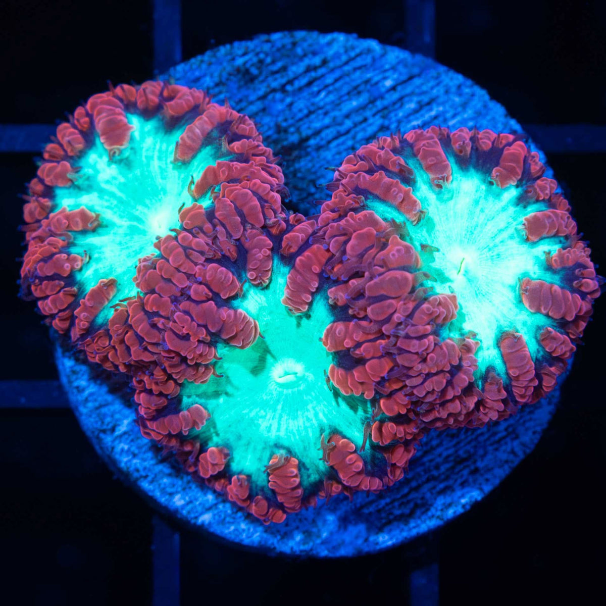 Red, Teal Blue Blasto (Large Plug)