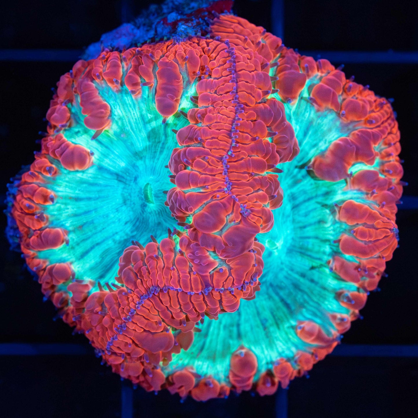 Red and Teal Blasto (XL Polyps)