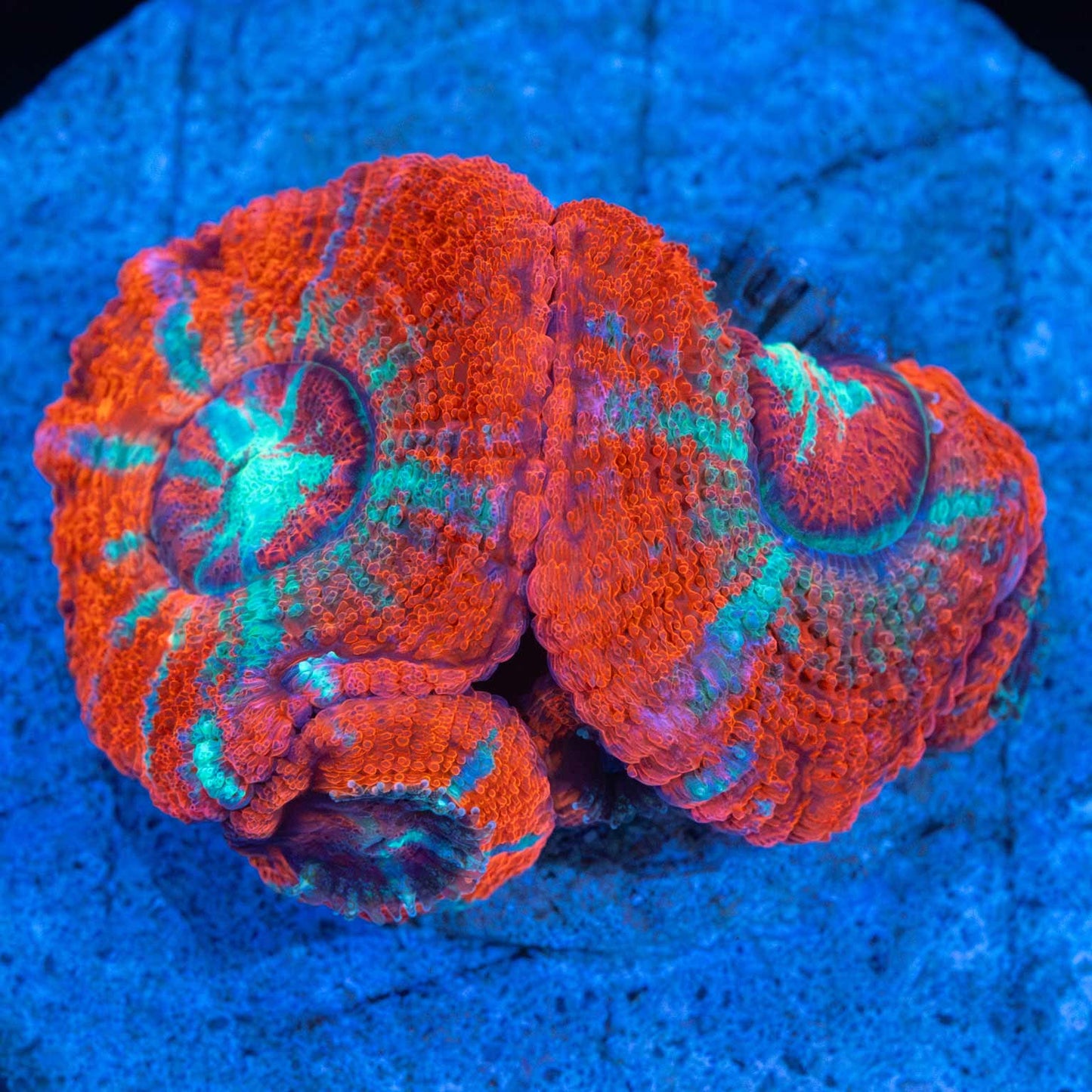 Large Polyp Asian Acan