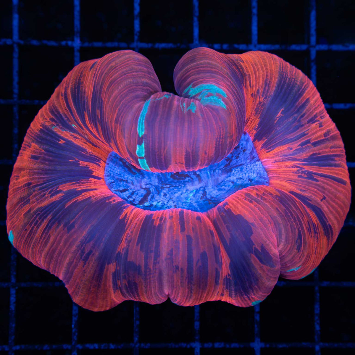 Red Trachyphyllia