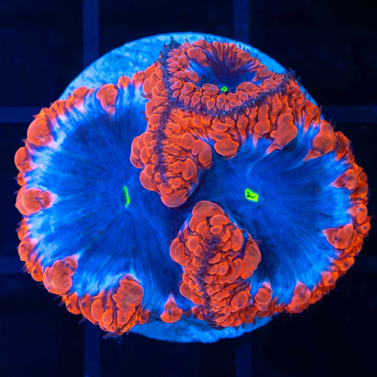 Red white and blue blastomussa