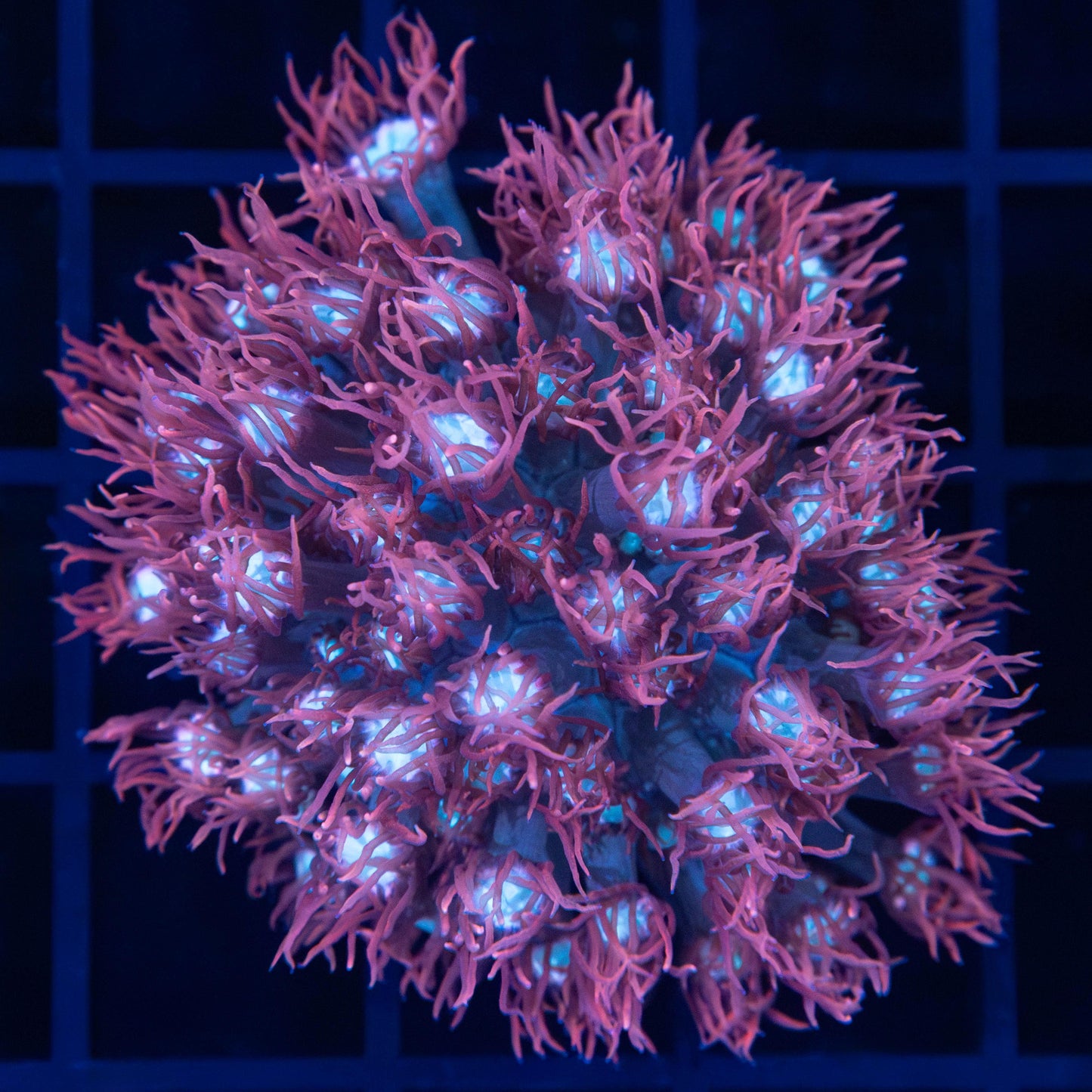 Red White and Blue Goniopora