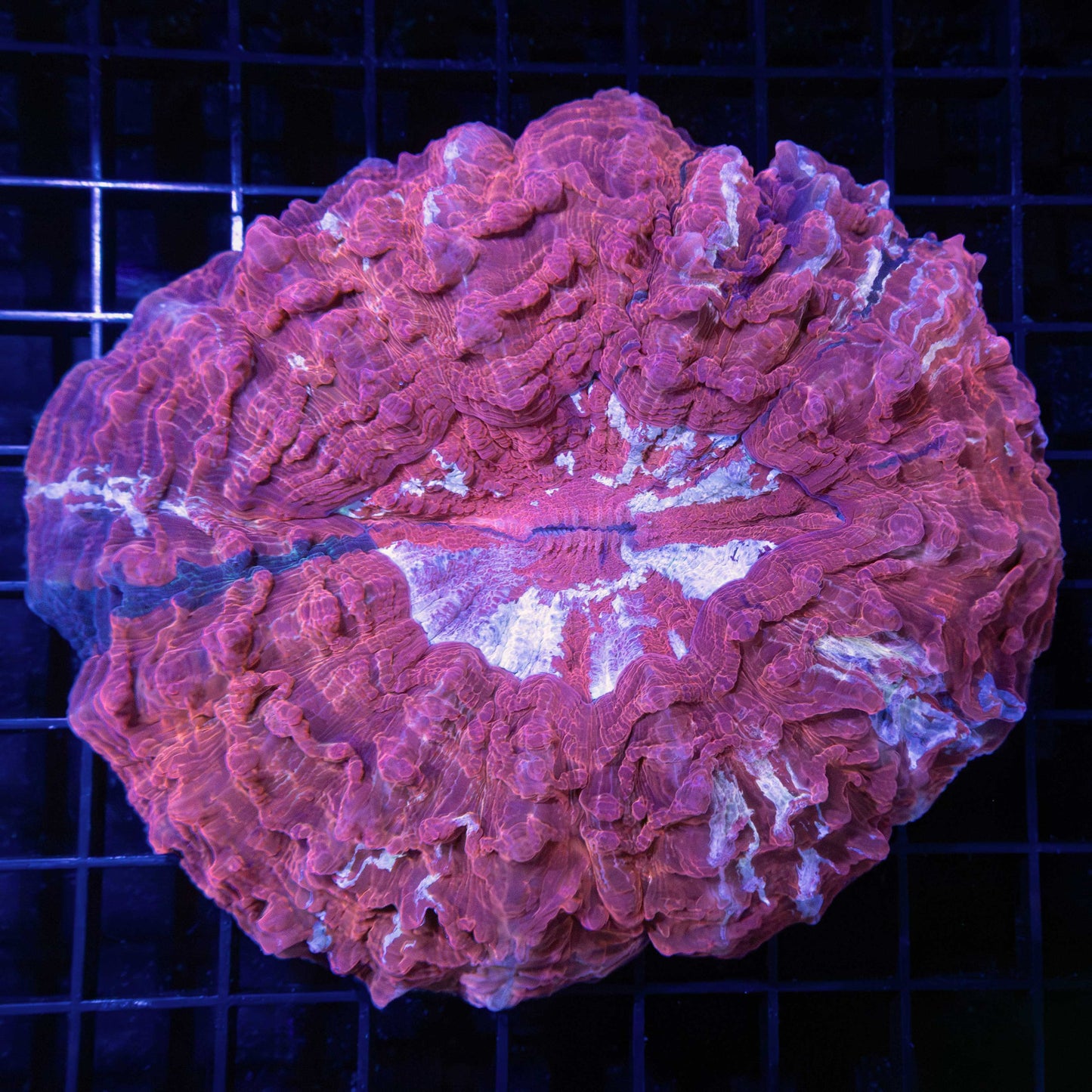 Large Red Wine Acanthophyllia 5"