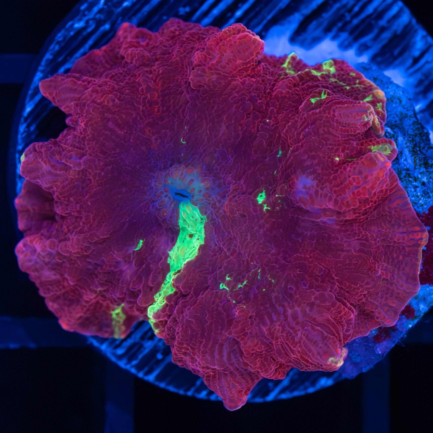 Red Wine Eclectus Mushroom