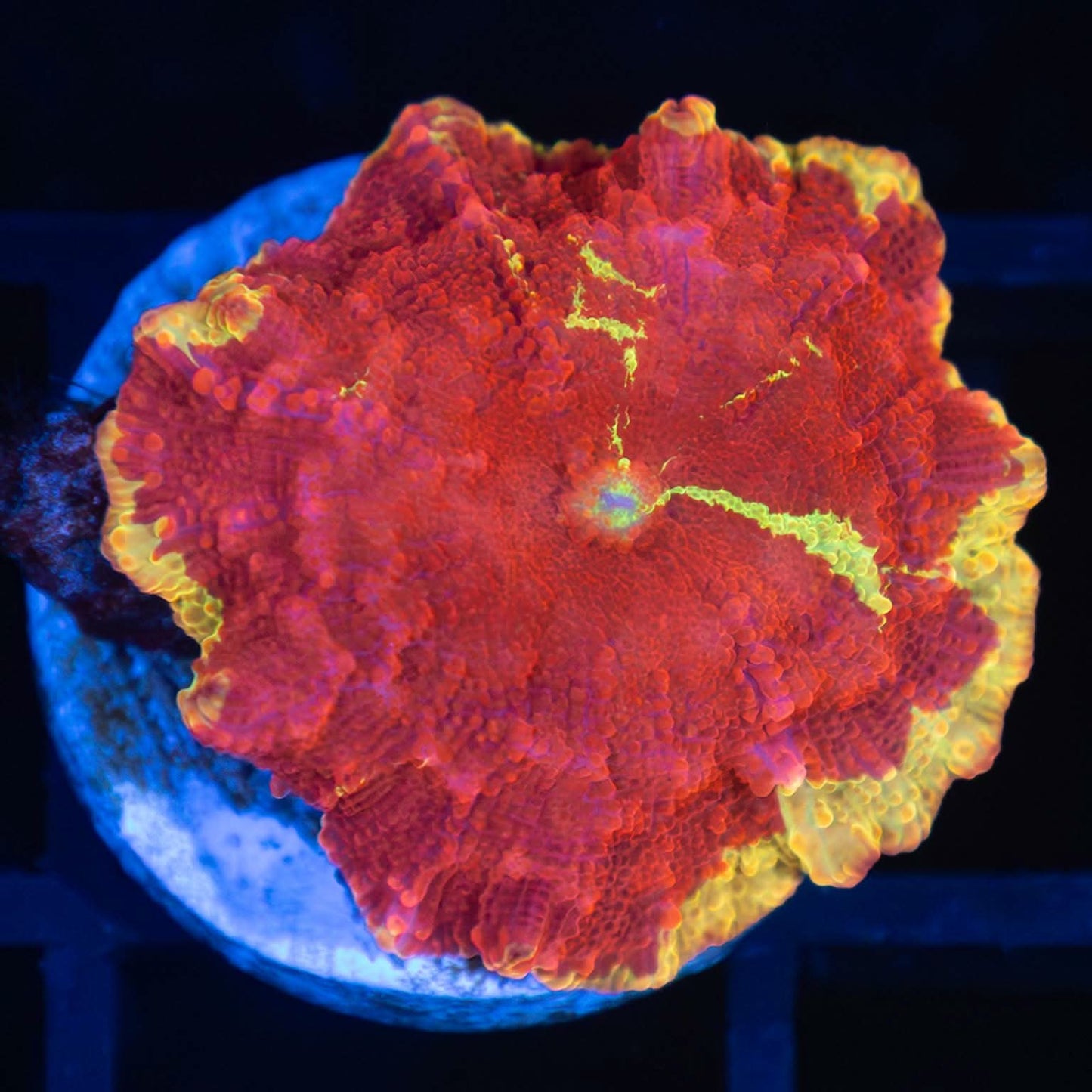 Super Red Jawbreaker Mushroom Coral