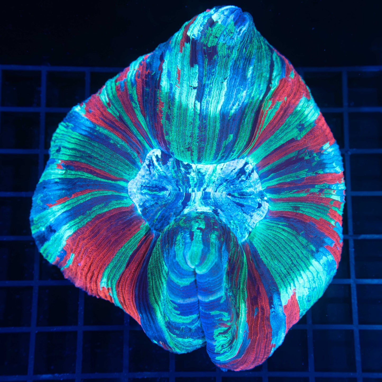 XL RGB Wellsophyllia