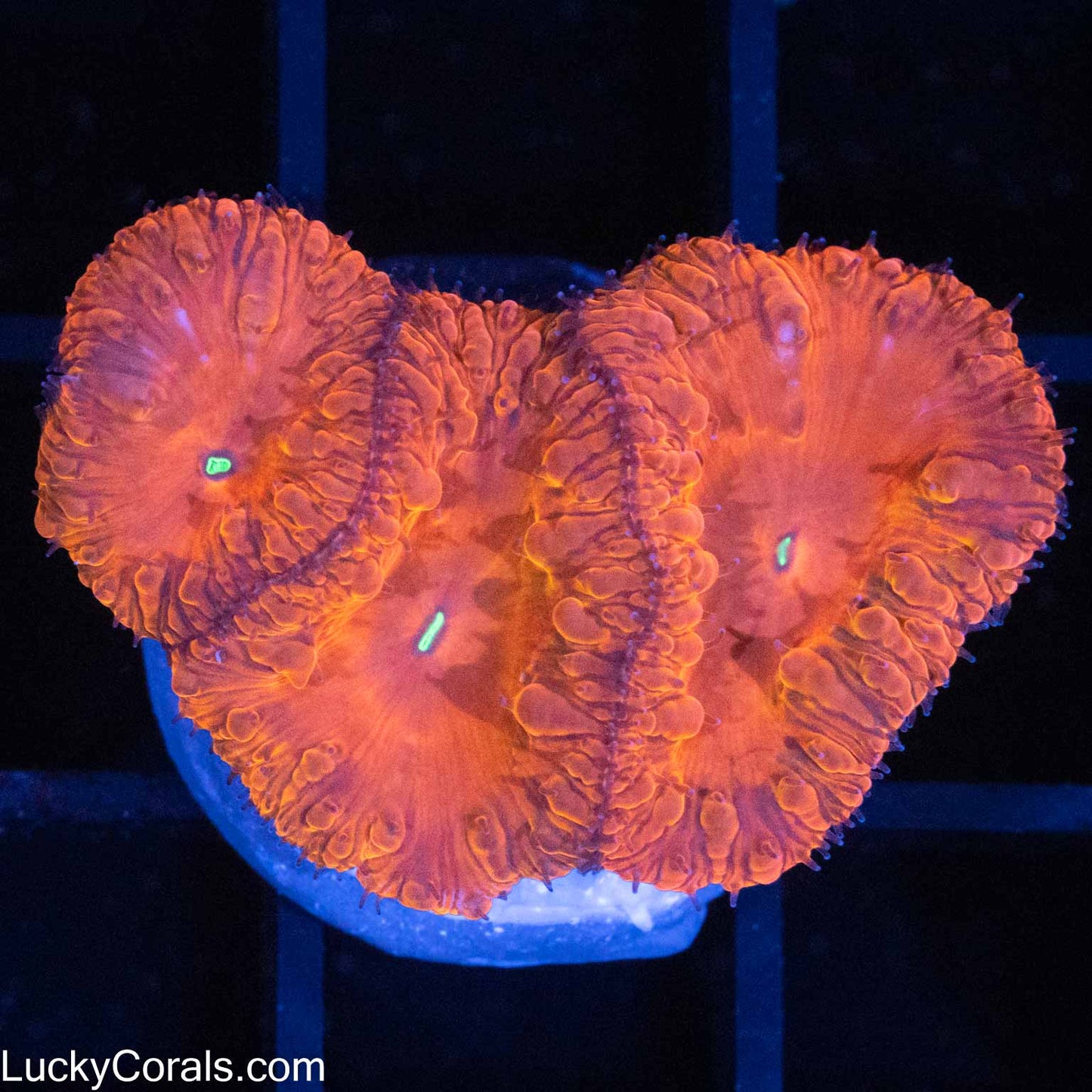 Red Hot Blasto (3 polyps)