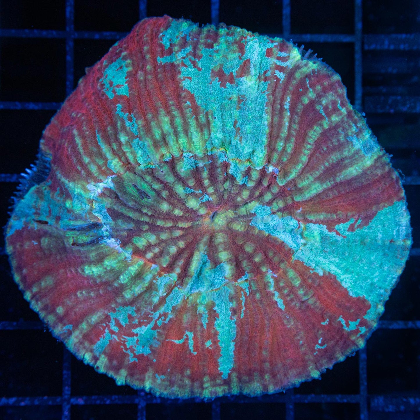 scolymia vitiensis