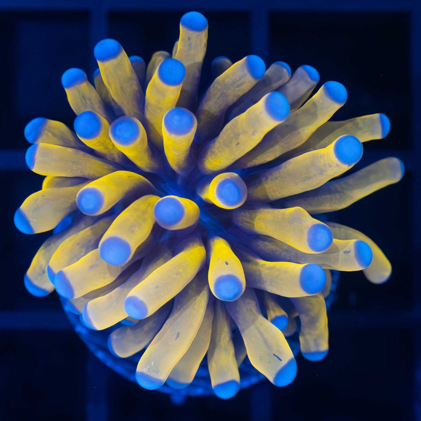 24K Gold Torch Coral (Small)