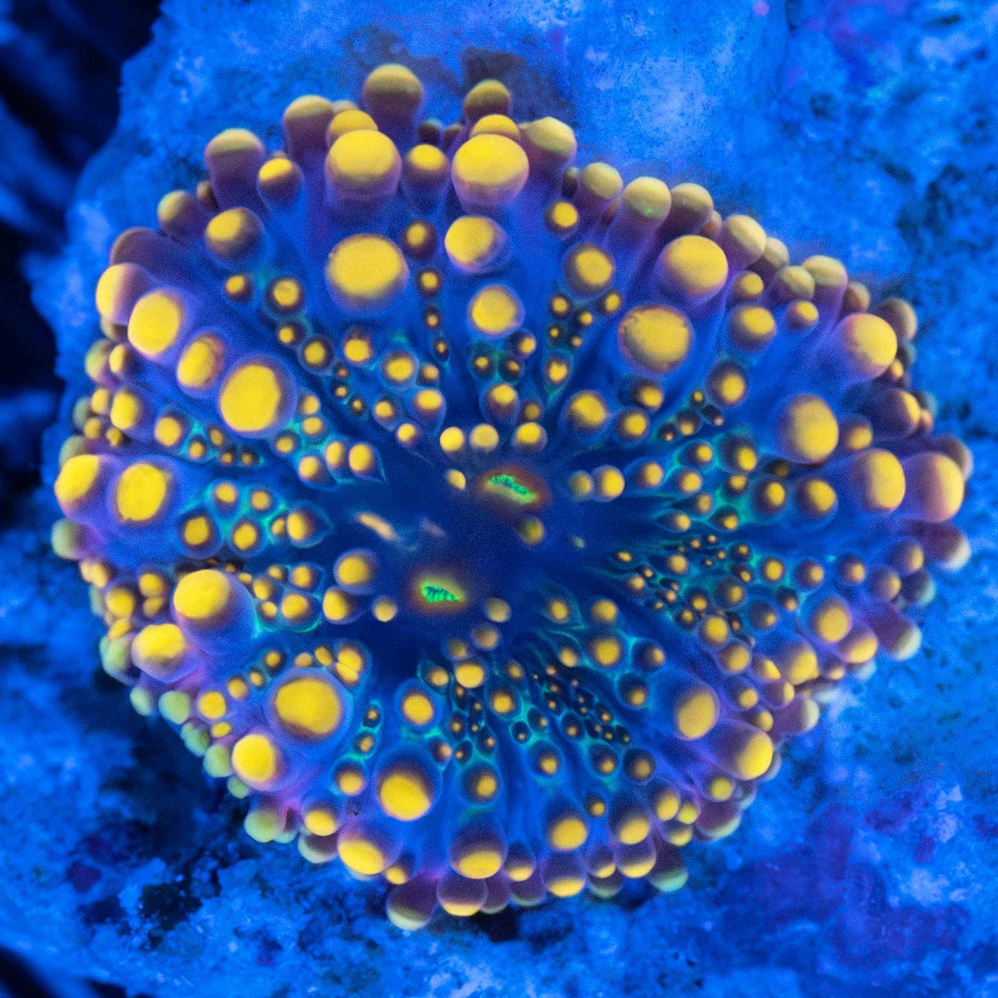 Tiny Neon Yellow Yuma