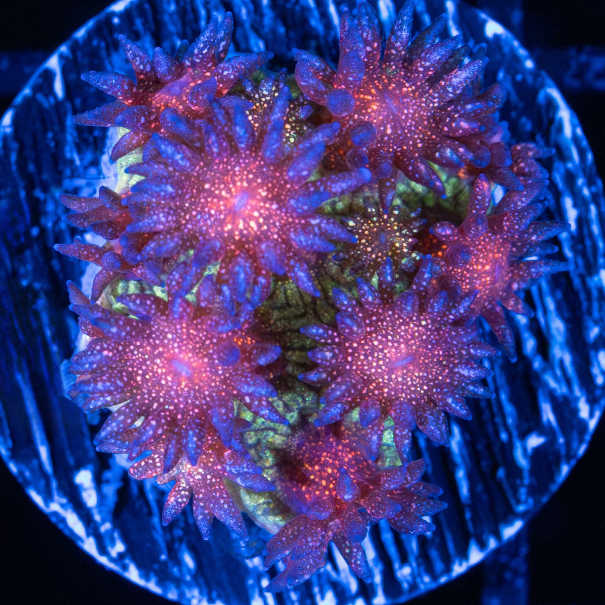 rainbow glitter Goniopora small frag