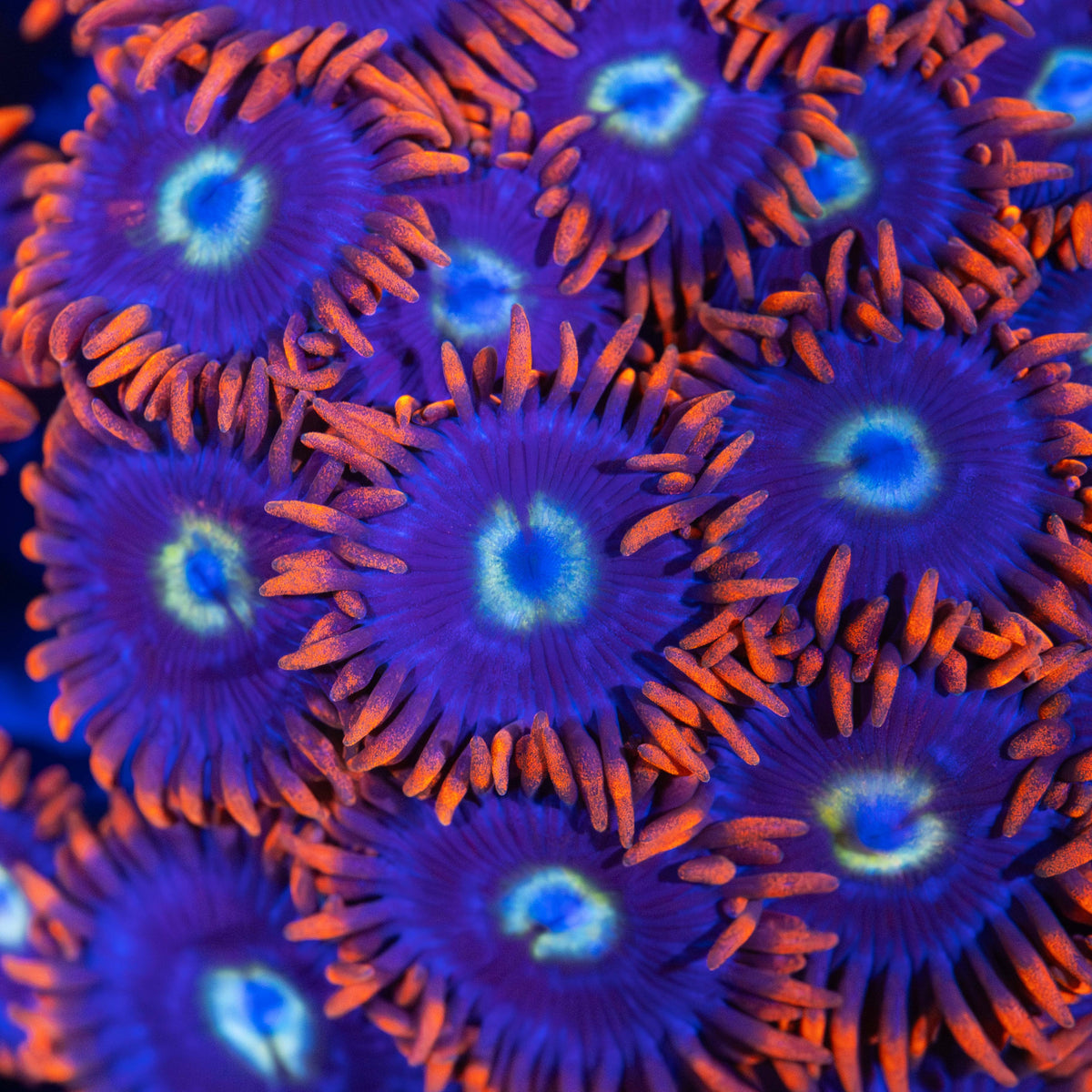 Snitch Zoa (3-4 Polyps)