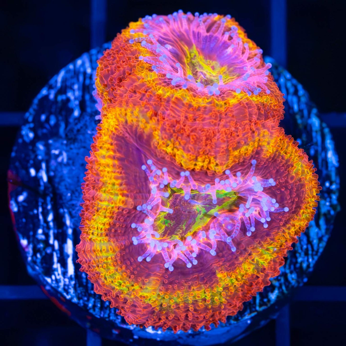 LCK Solar Fusion Acan (Bright! Tank Grown)