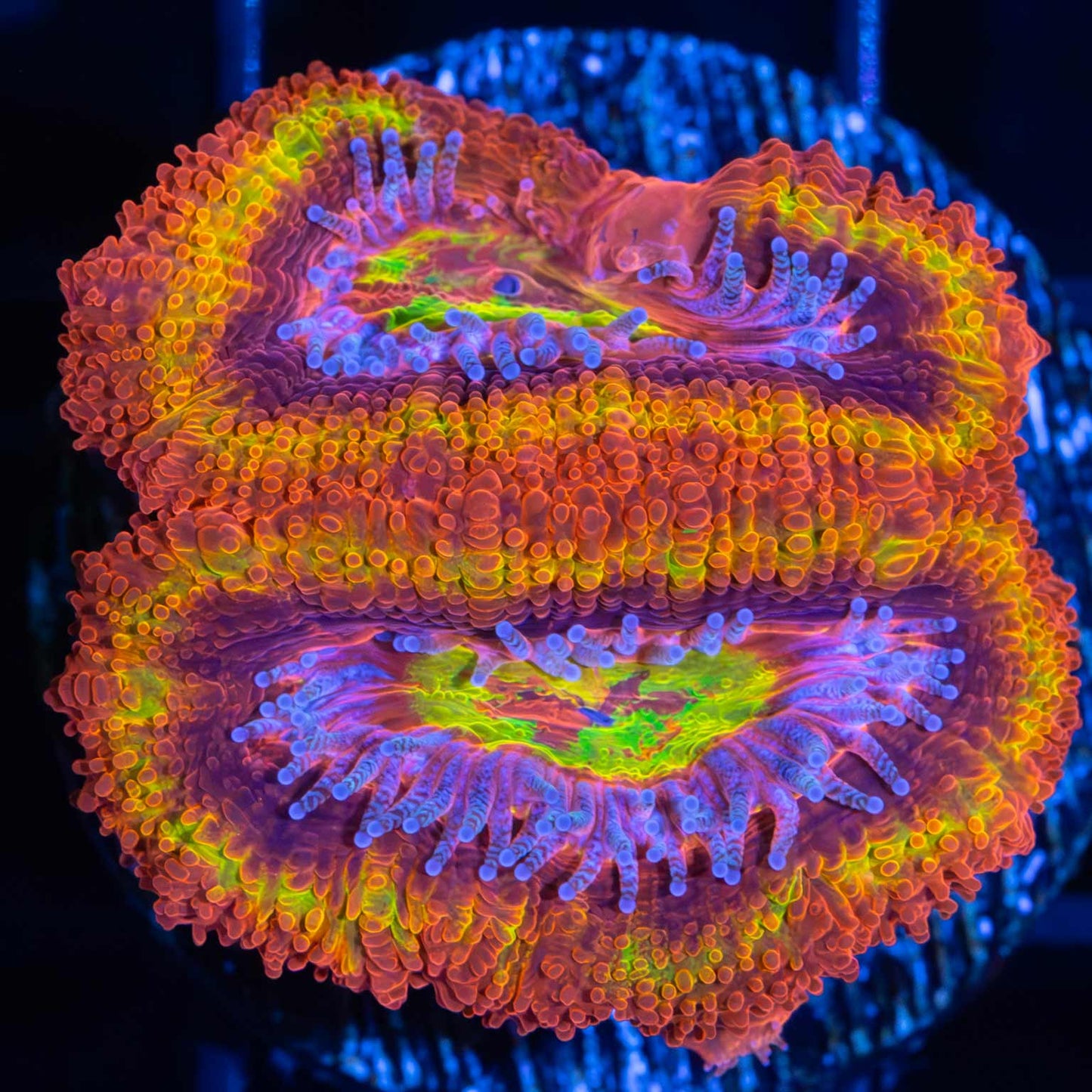 Aussie Highlighter Branching Hammer Coral