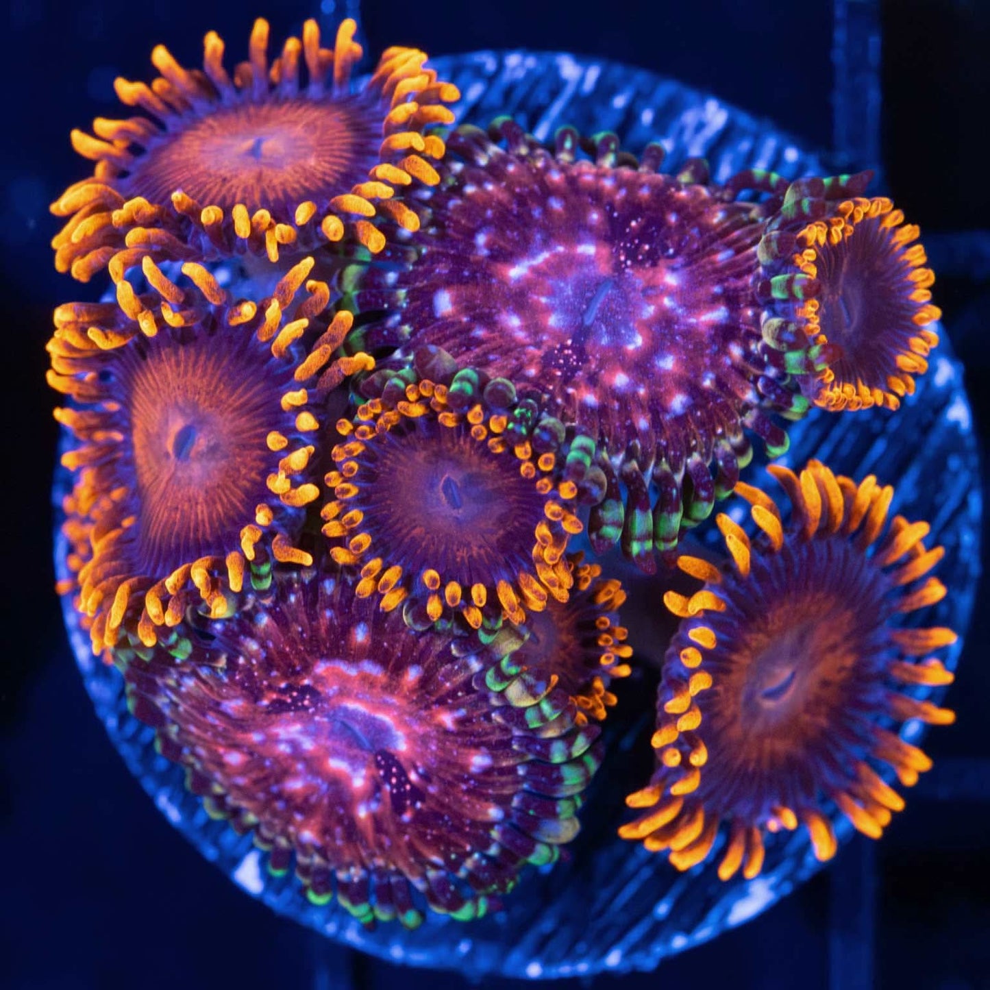 Space Chaos / Bam Bam Zoa Combo (8+ polyps)