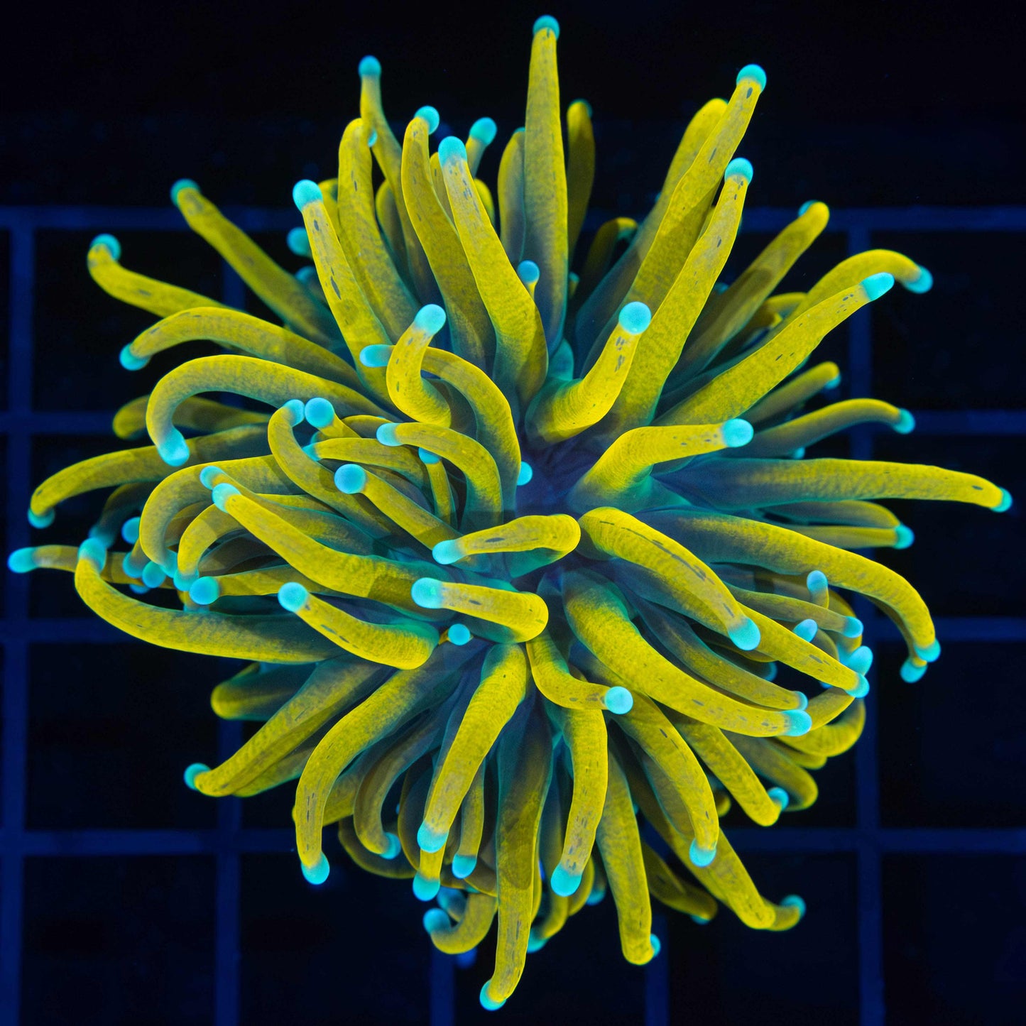 Splatter Banana Torch Coral (Tanked 6 Months)