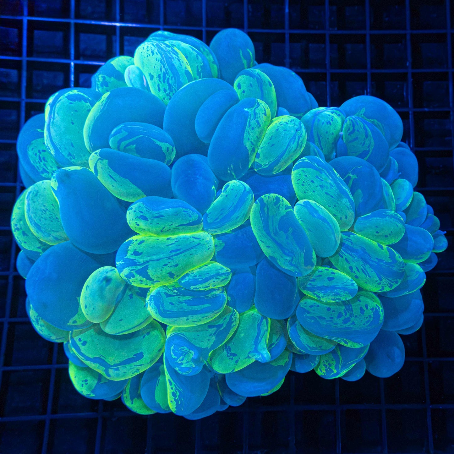 Large Splatter Bubble Coral 6"