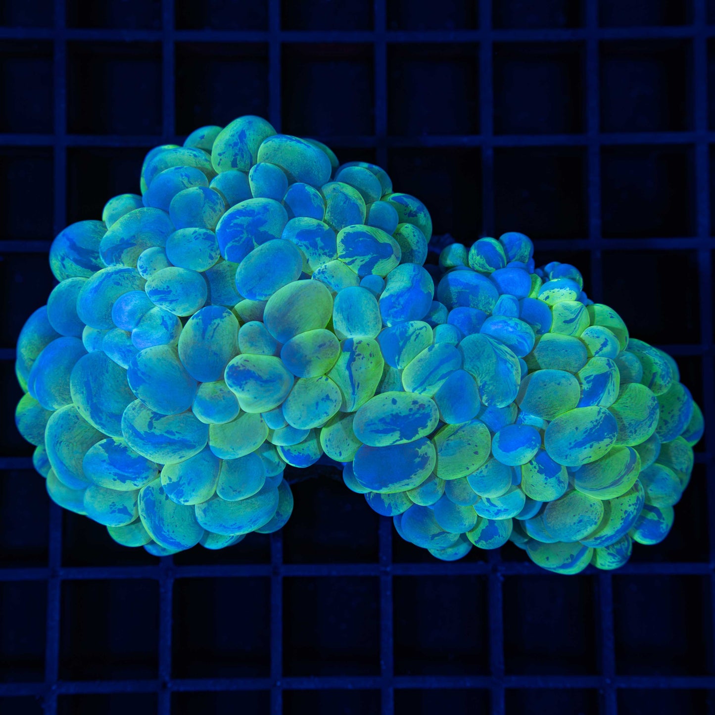 Splatter Bubble Coral