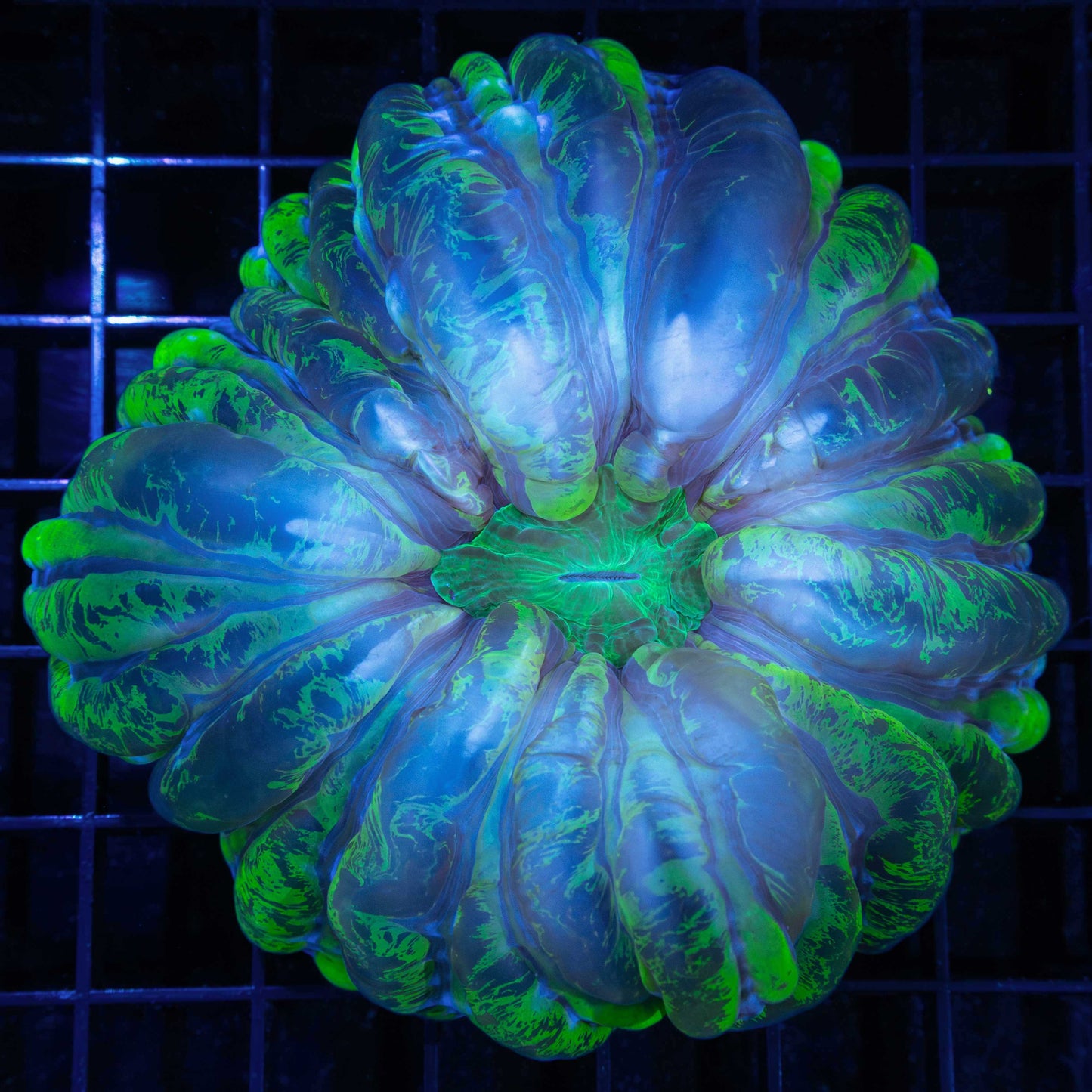 Splatter Cynarina Large