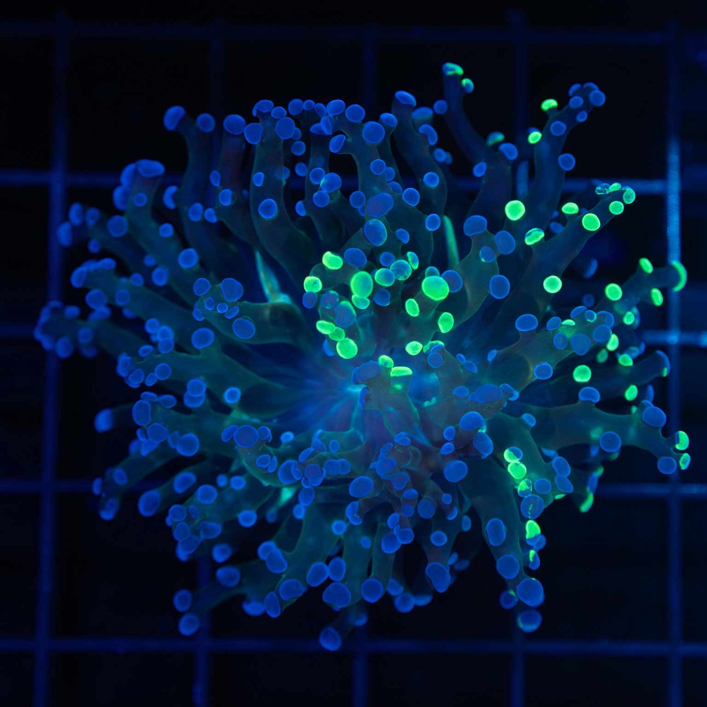 Purple Splatter Branching Frogspawn
