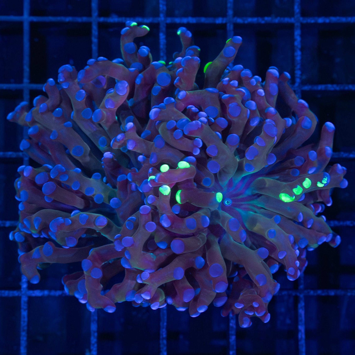 2 Polyps Purple Splatter Frogspawn Coral