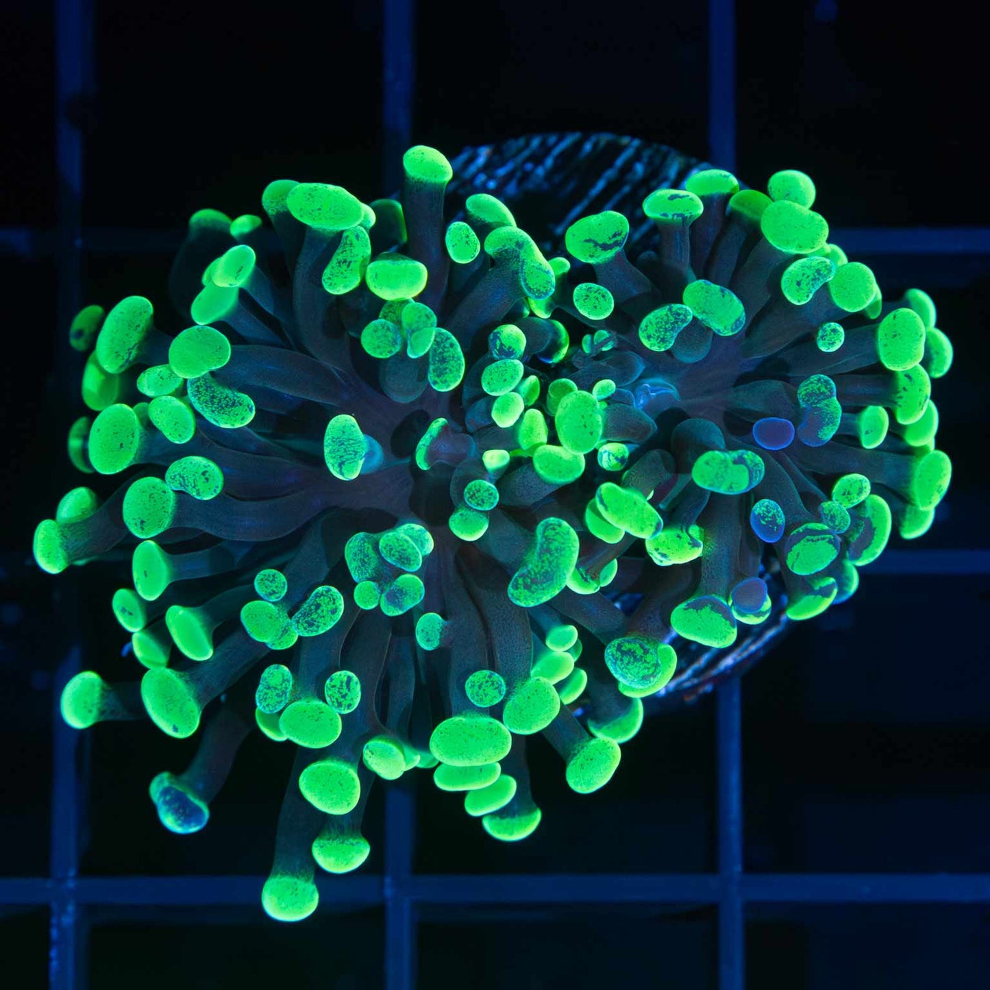 2 Head Neon Splatter Branching Hammer