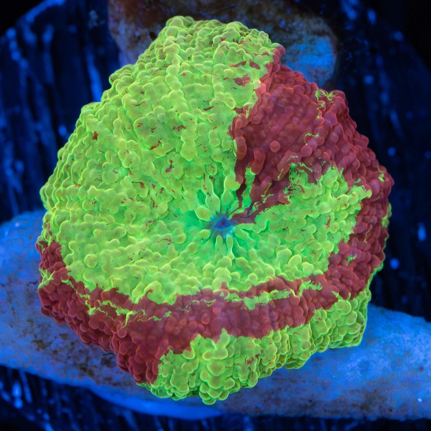 Spiral Pattern Eclectus Mushroom