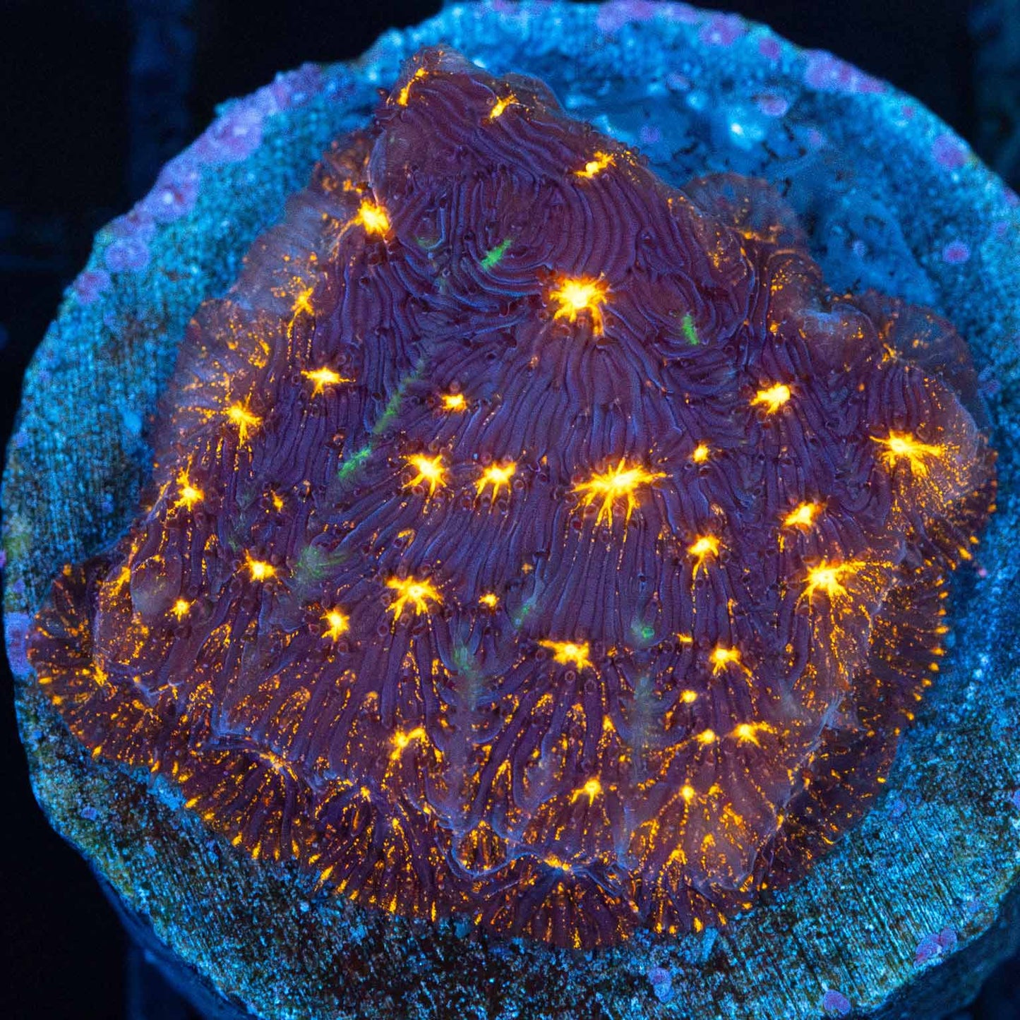 Fireworks Leptoseris