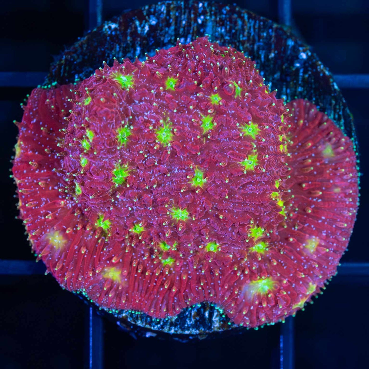 Strawberry Lithophyllon Large Frag (Tank Grown)