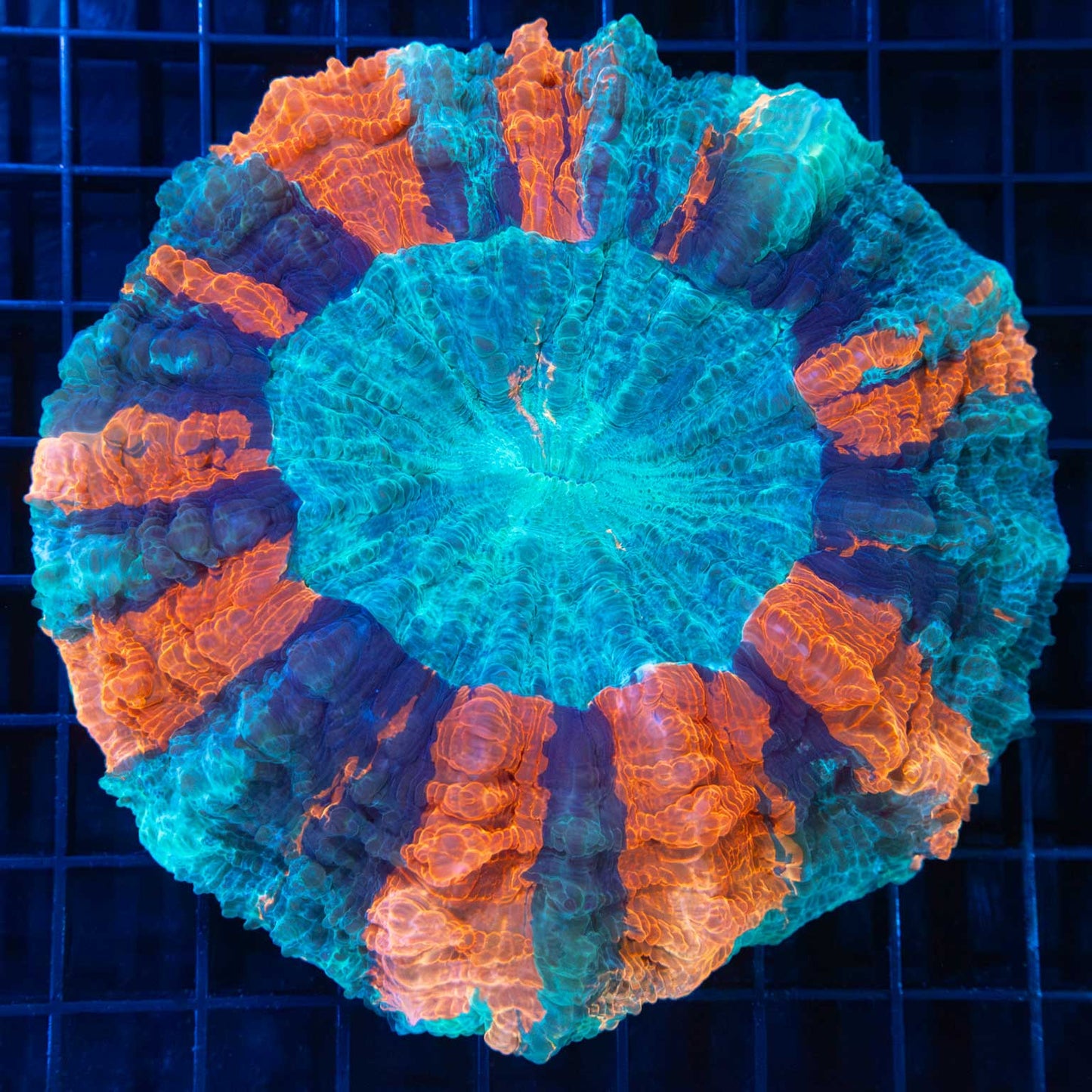 Large Sunburst Acanthophyllia 5"