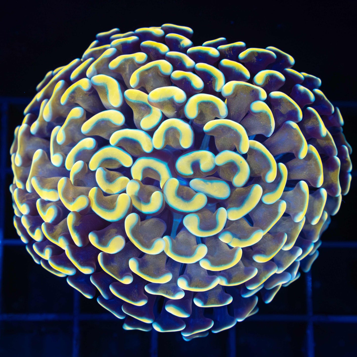 24k Hammer Coral 2.75" (Large Head Branching)