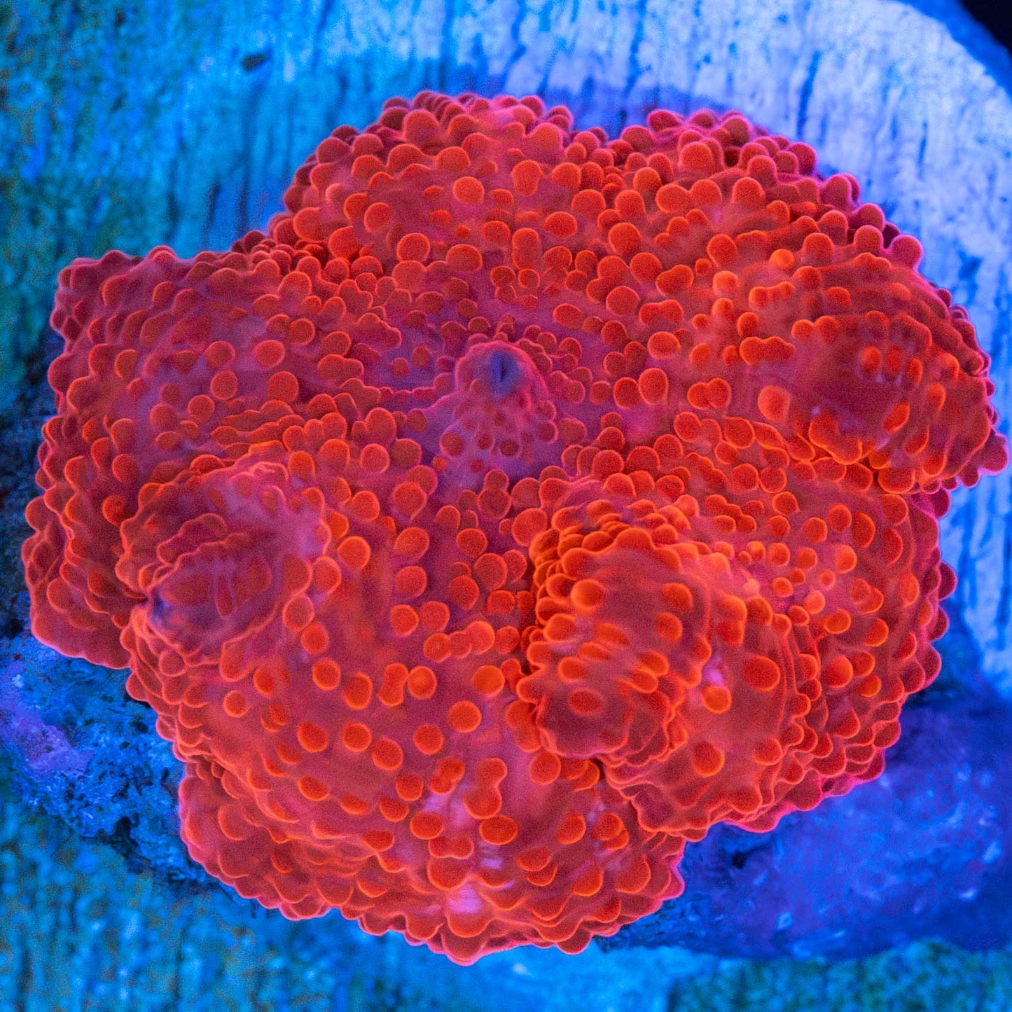 Super Red Mushroom