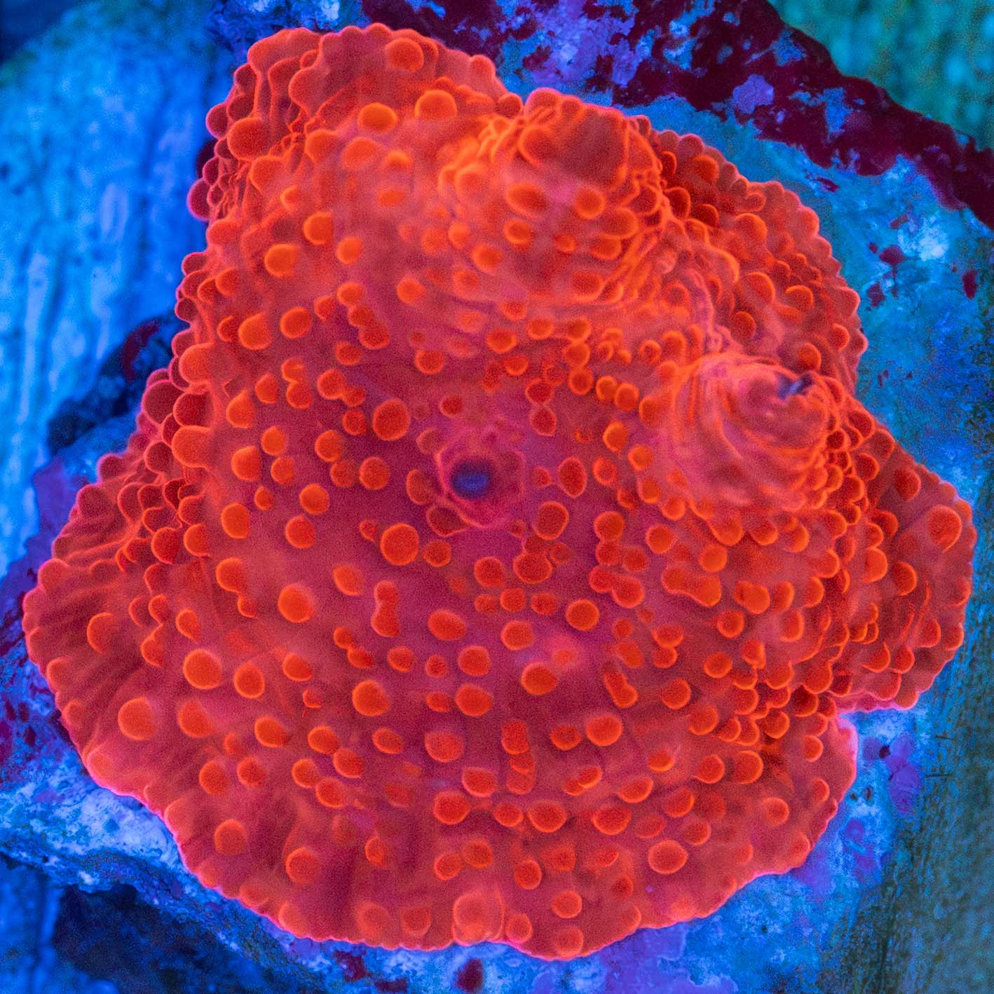 Super Red Mushroom