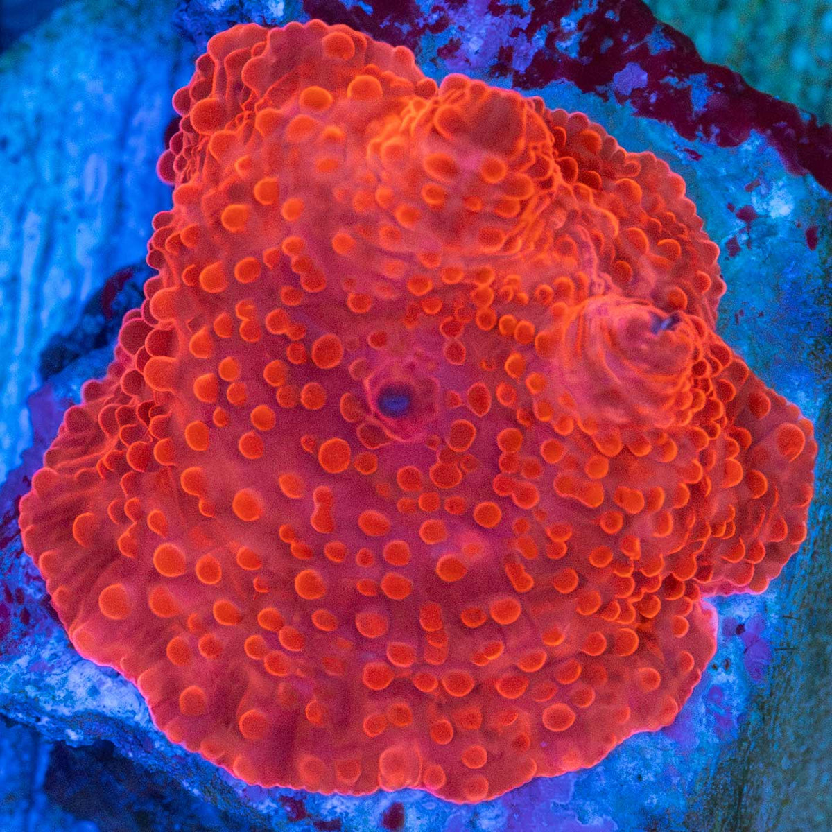 Super Red Mushroom