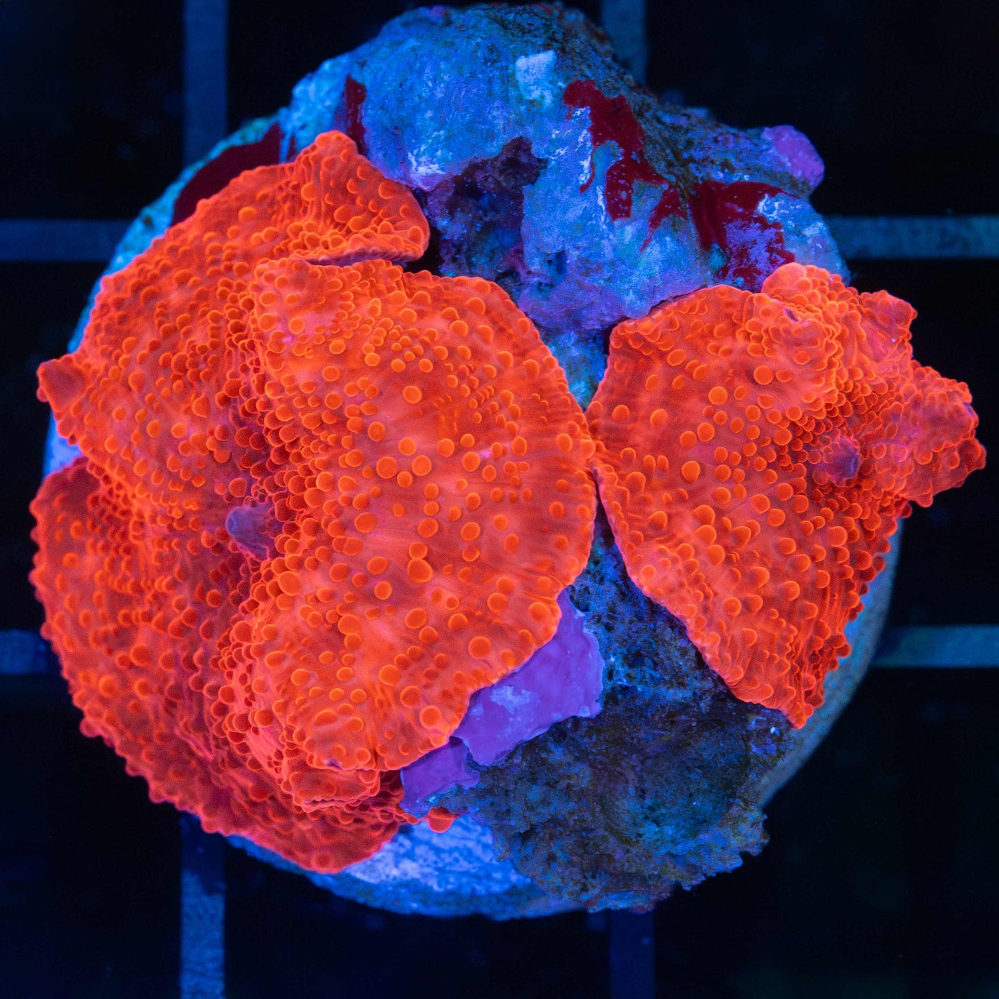 2 Super Red Mushrooms