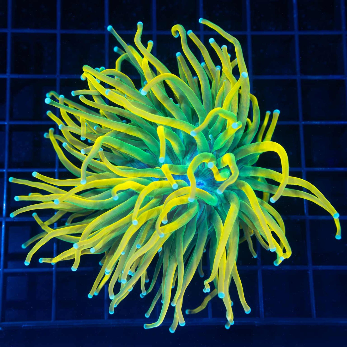 Large Head Ultimate Yellow Holy Grail Torch (Incredibly Yellow!)