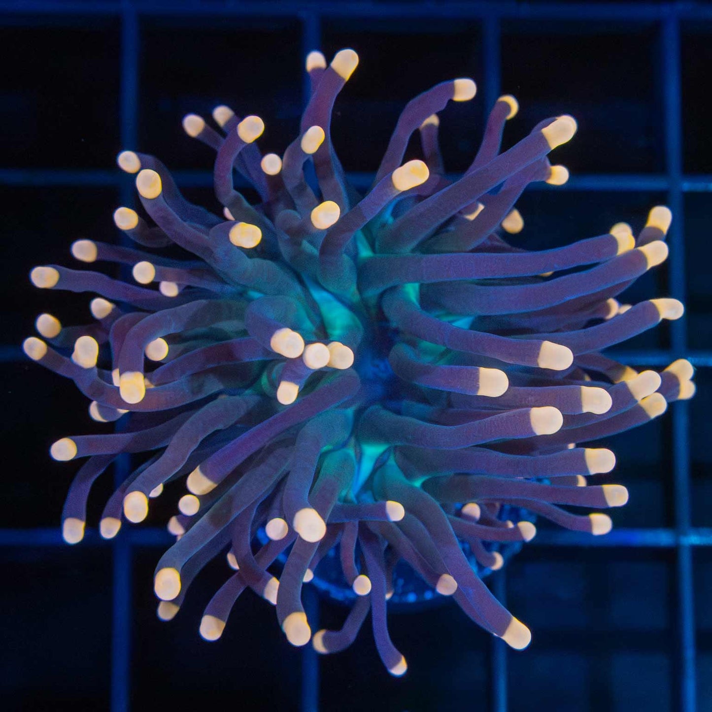 Tank Grown Orange Tip Torch Coral