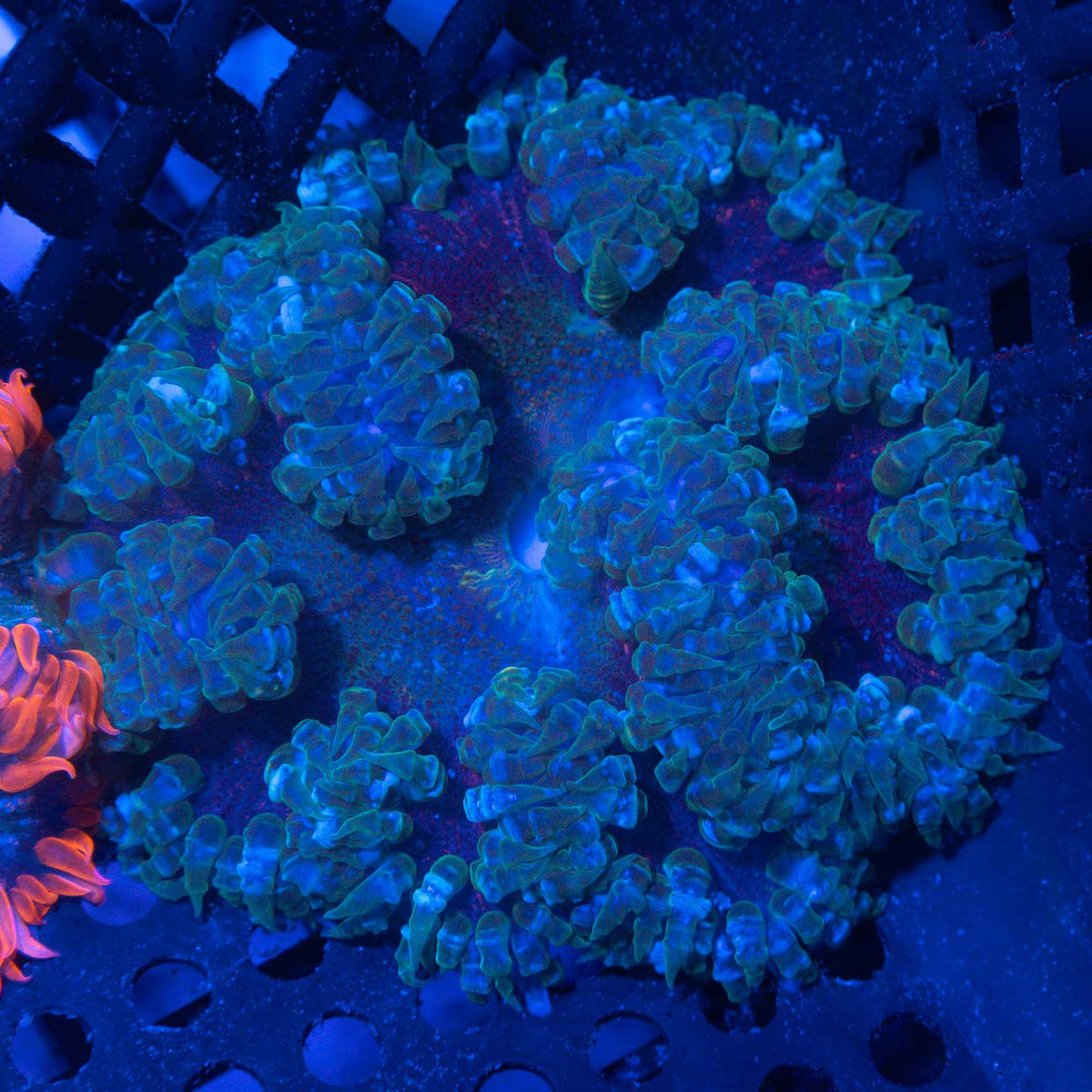 Teal Blue Red Rock Flower Anenome