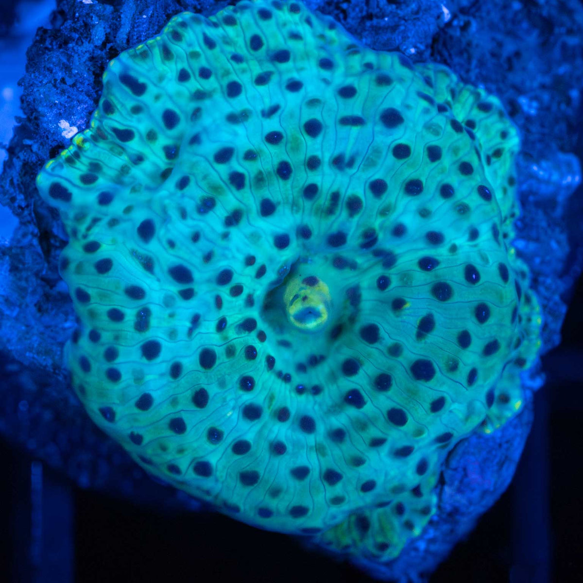 Teal Blue Spotted Mushroom Coral
