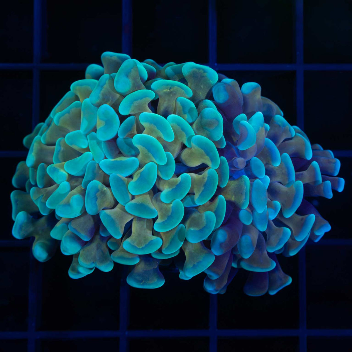 2 heads teal gold stem branching hammer coral
