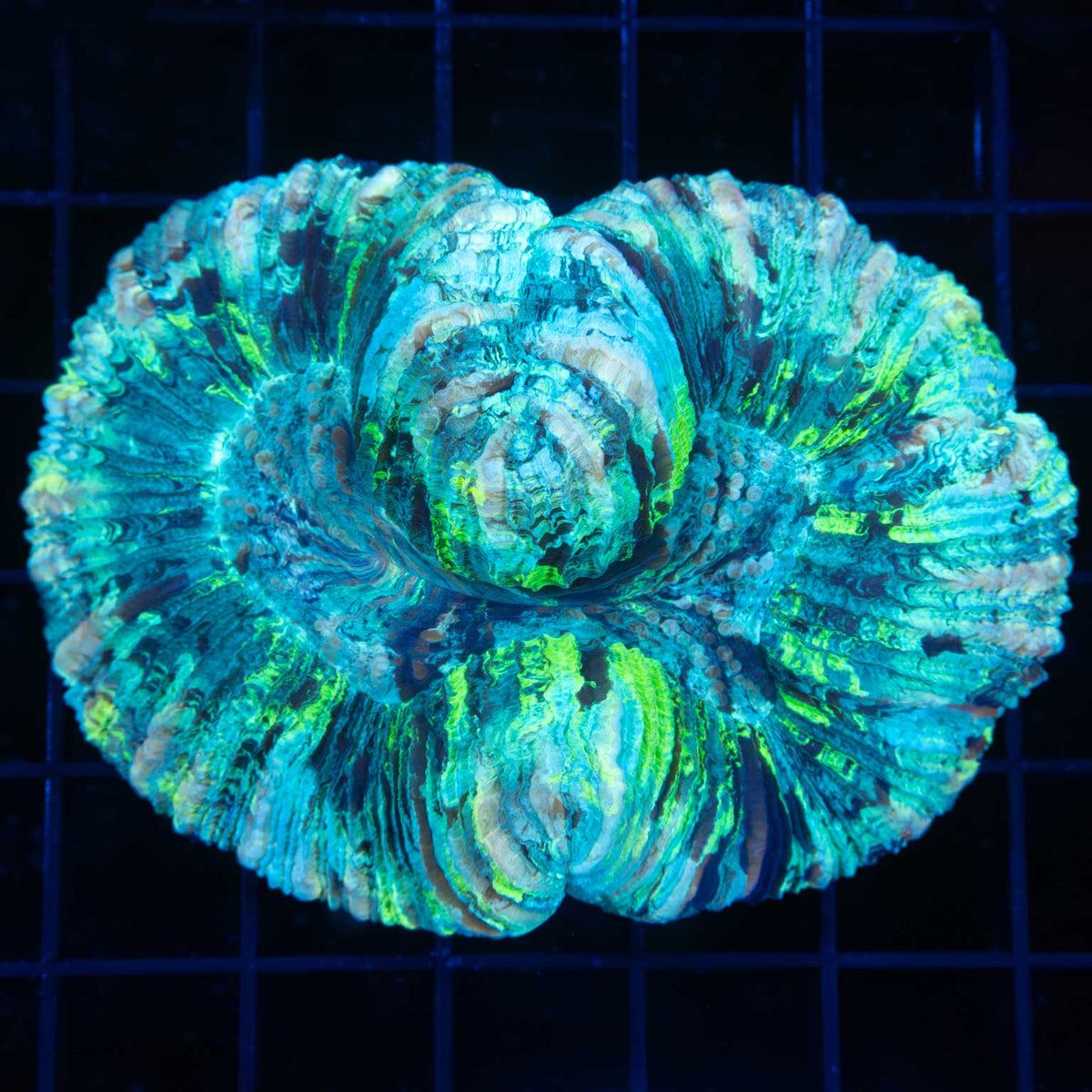 green teal blue trachyphyllia
