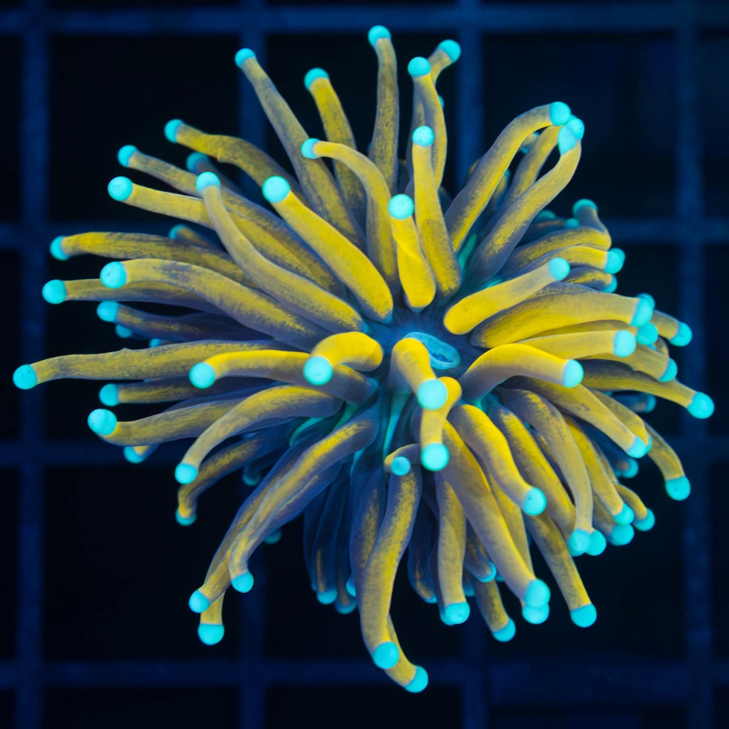 Ultra Malay Jester Torch Coral