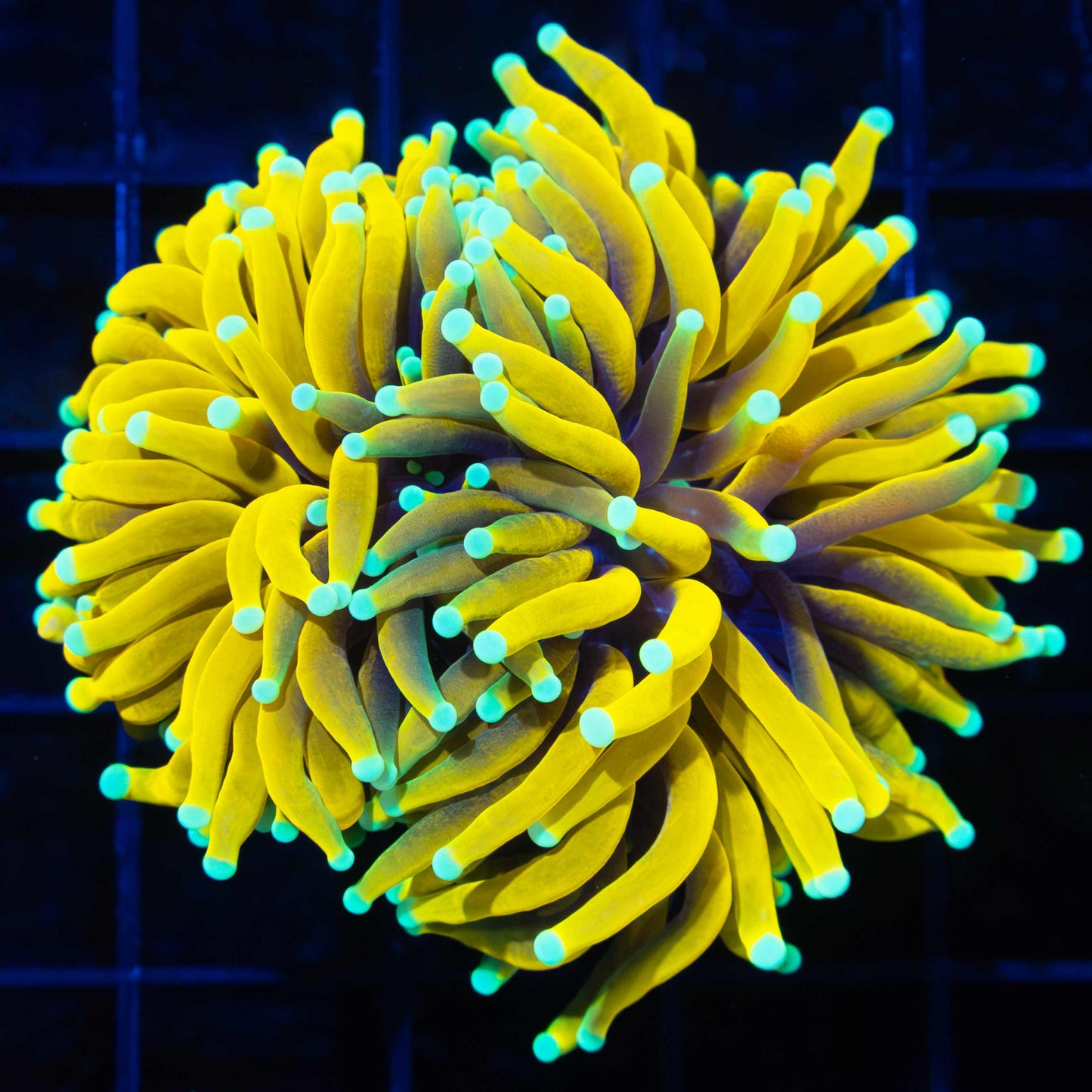 2 Heads Ultra Sun God Torch Coral (Bright!)